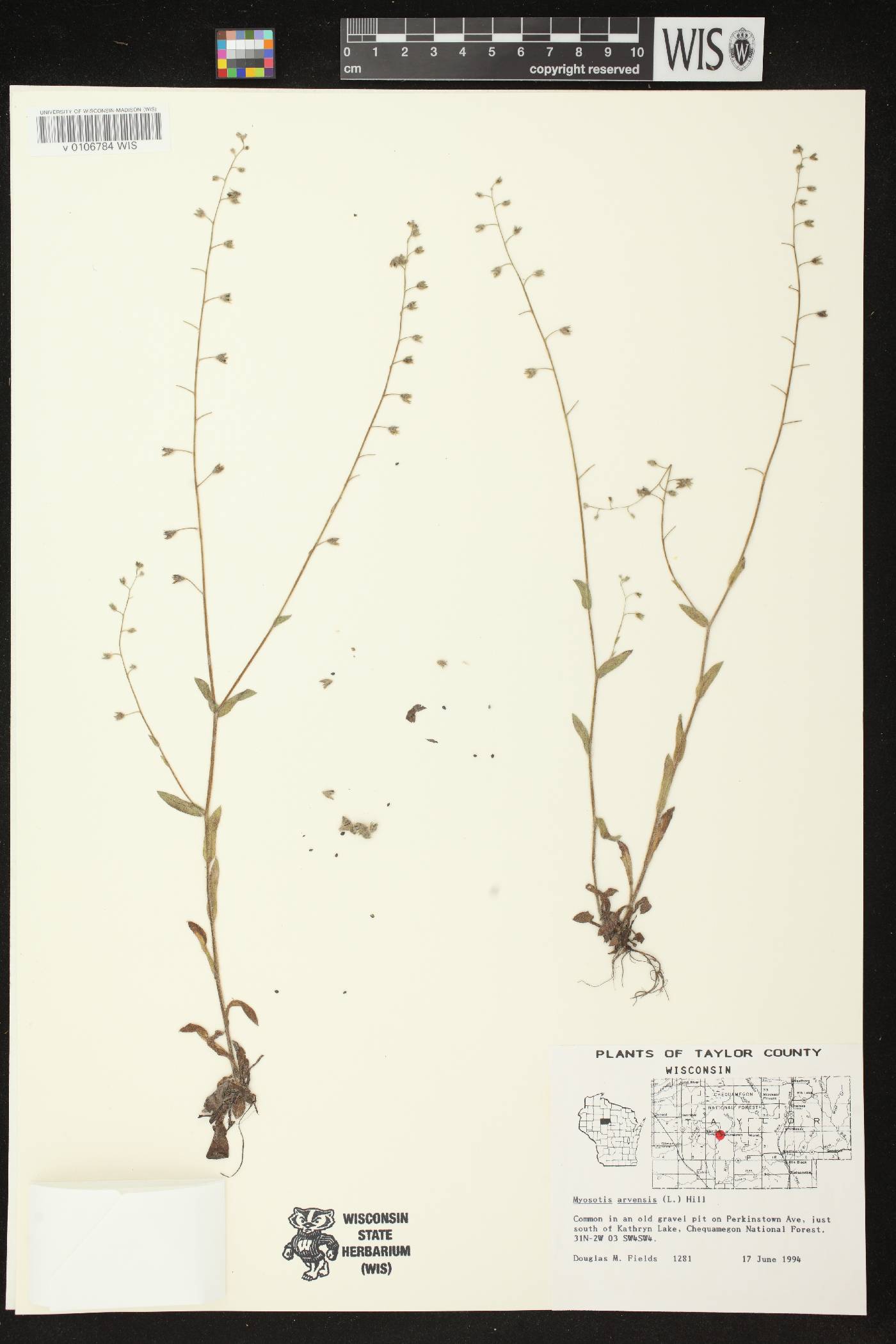 Myosotis arvensis image