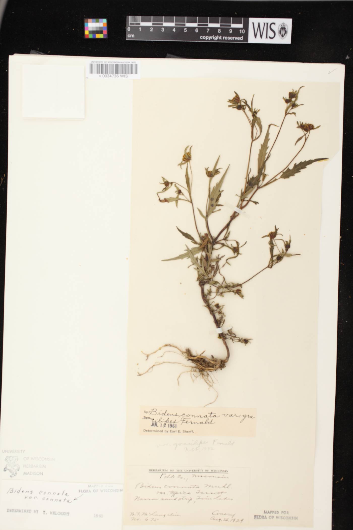 Bidens connata image