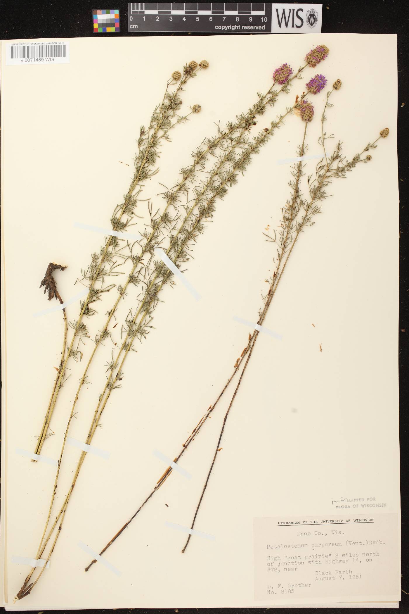 Dalea purpurea image