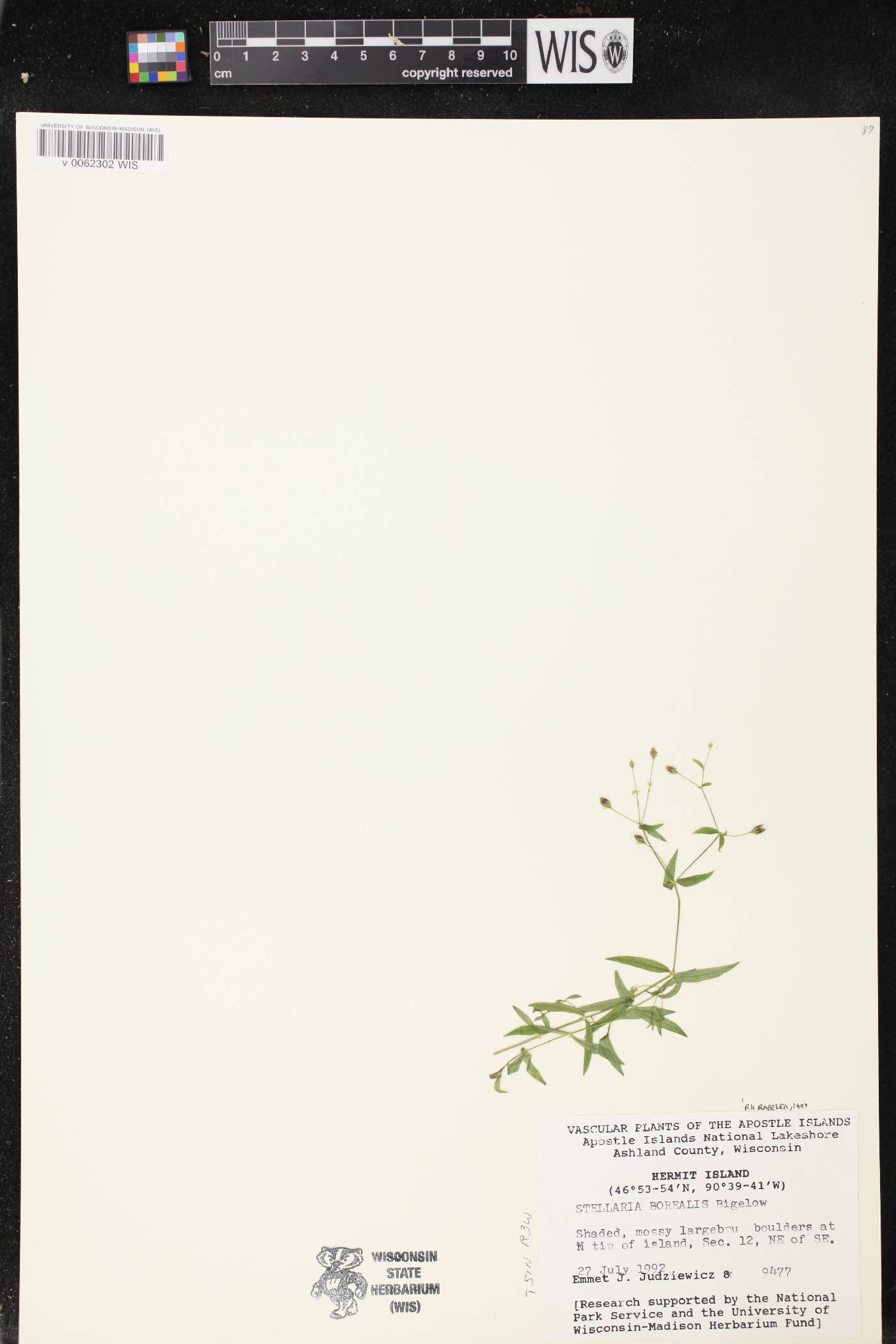 Stellaria borealis image
