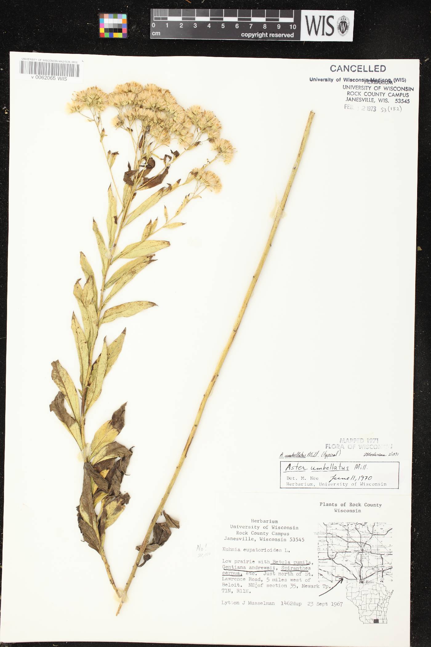Doellingeria umbellata var. umbellata image