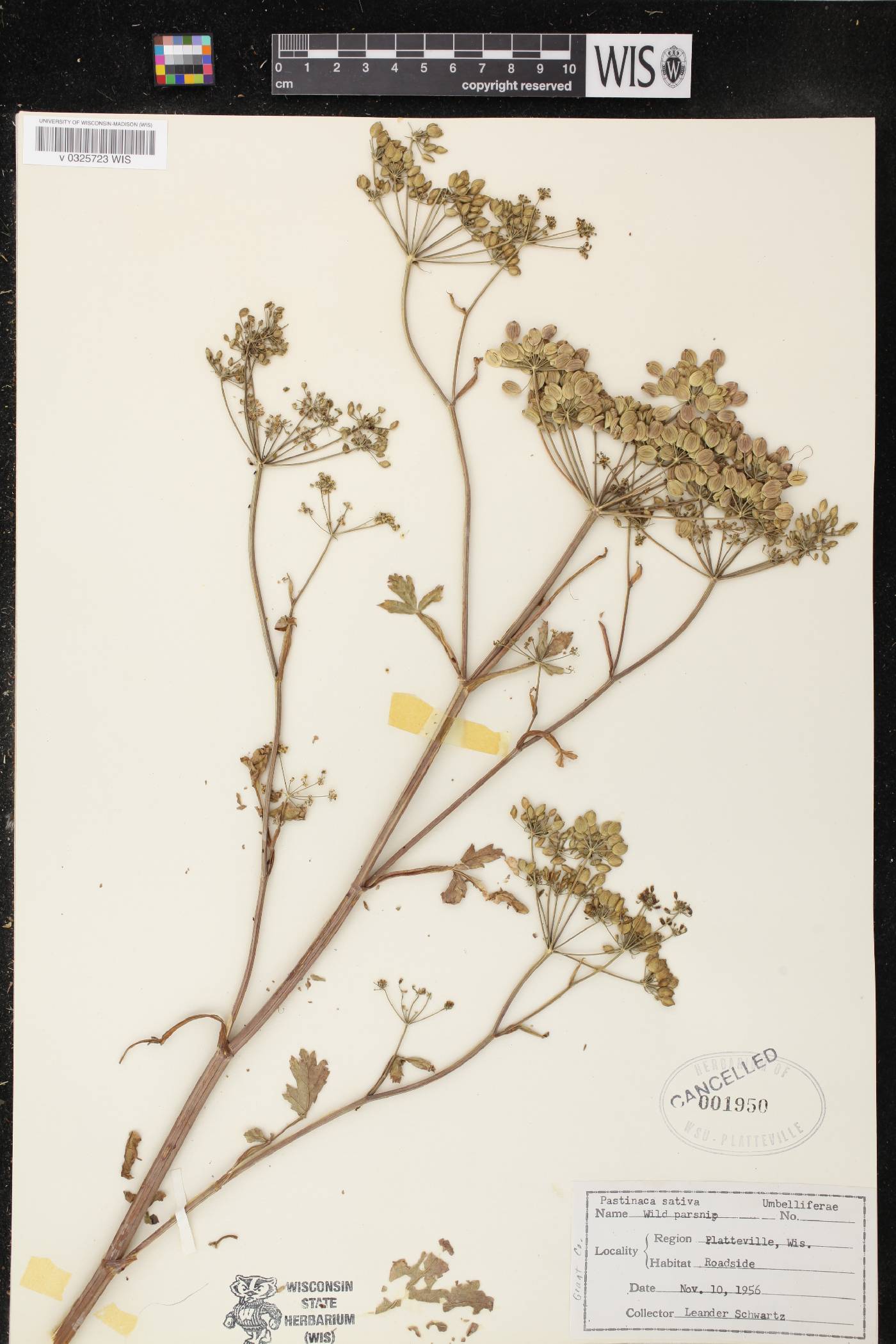 Pastinaca sativa image