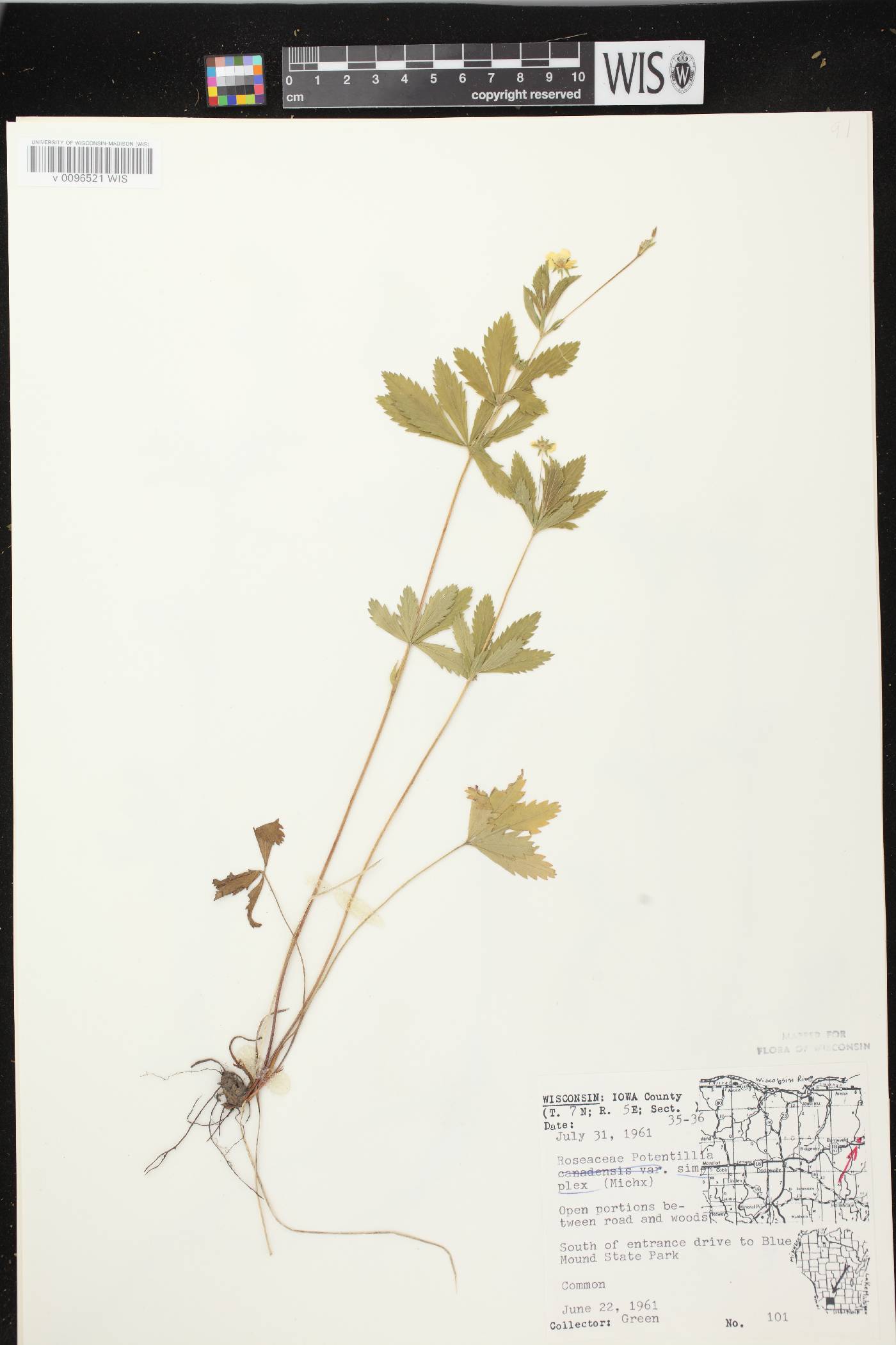 Potentilla simplex image