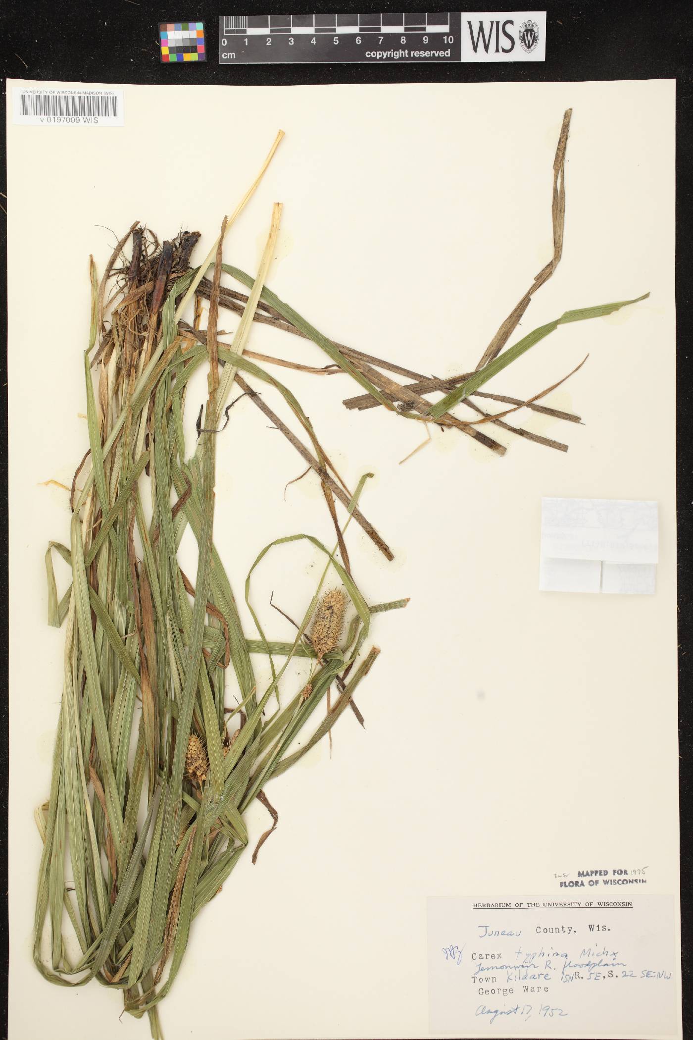 Carex typhina image