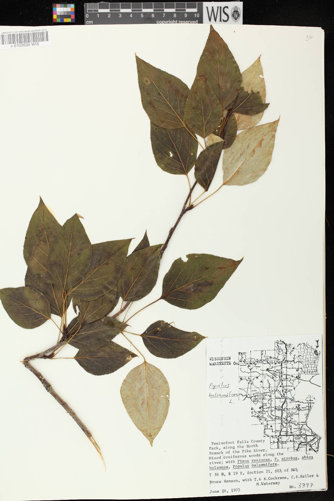 Populus balsamifera image