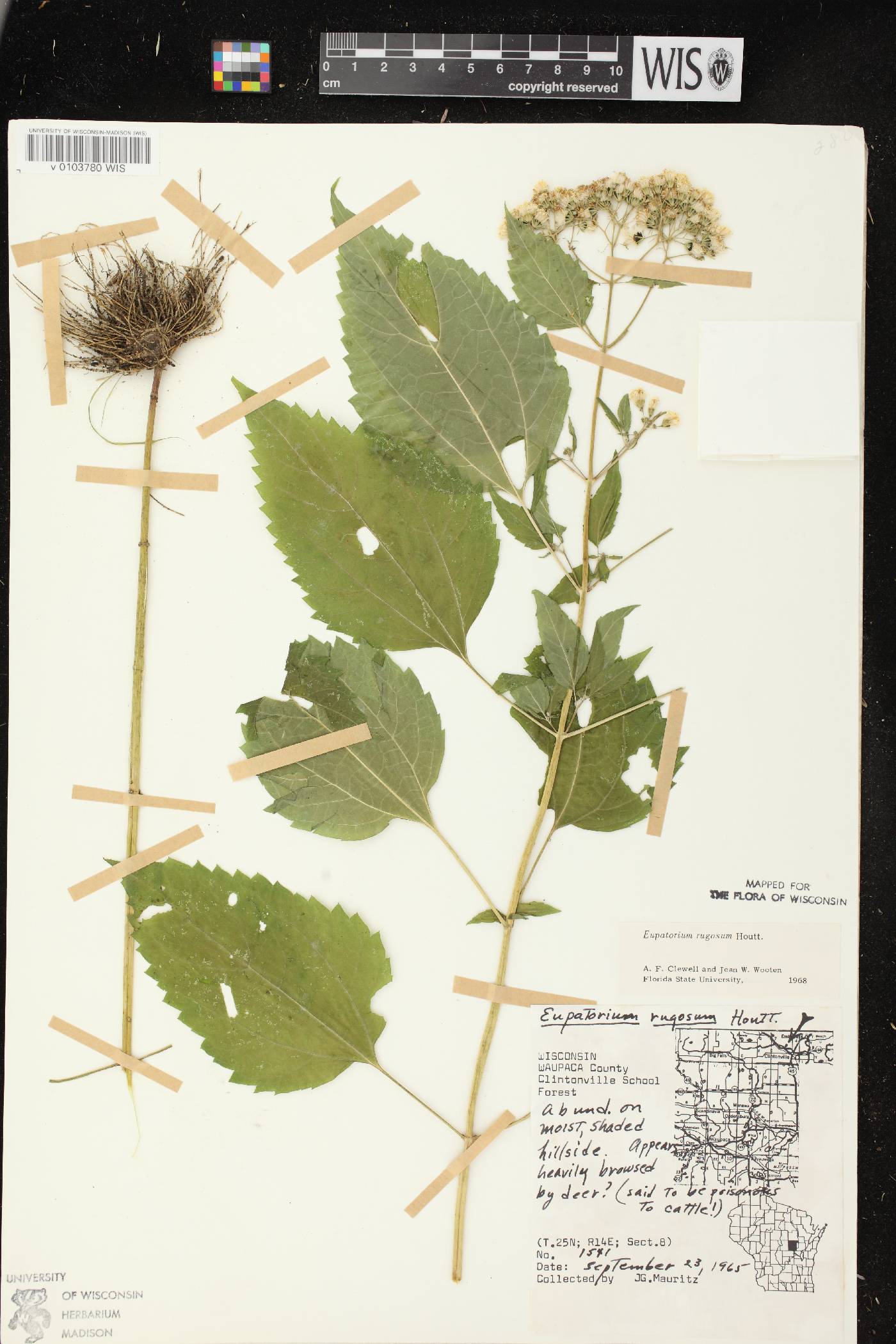 Ageratina altissima image