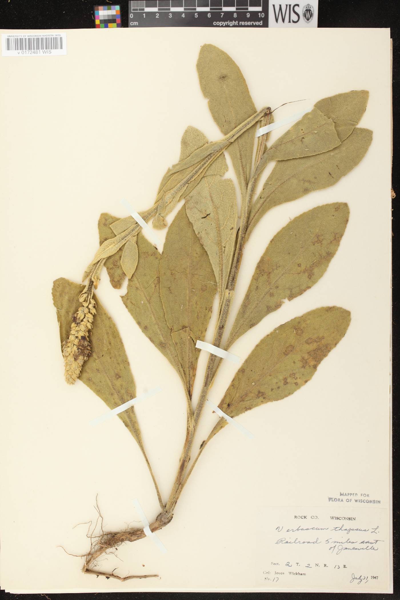 Verbascum thapsus image