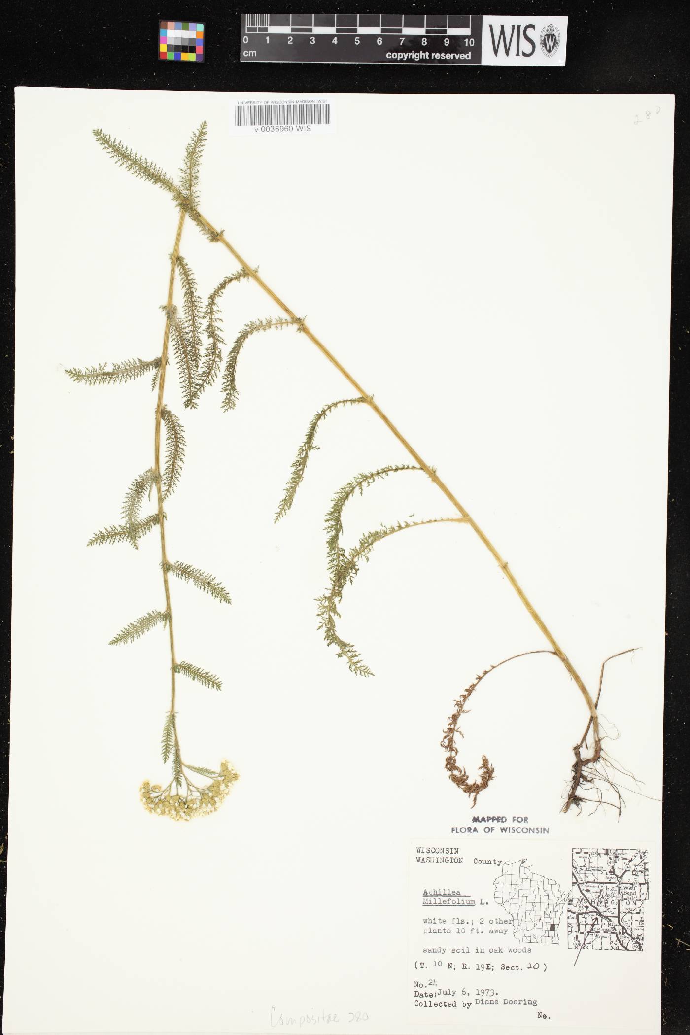 Achillea millefolium image