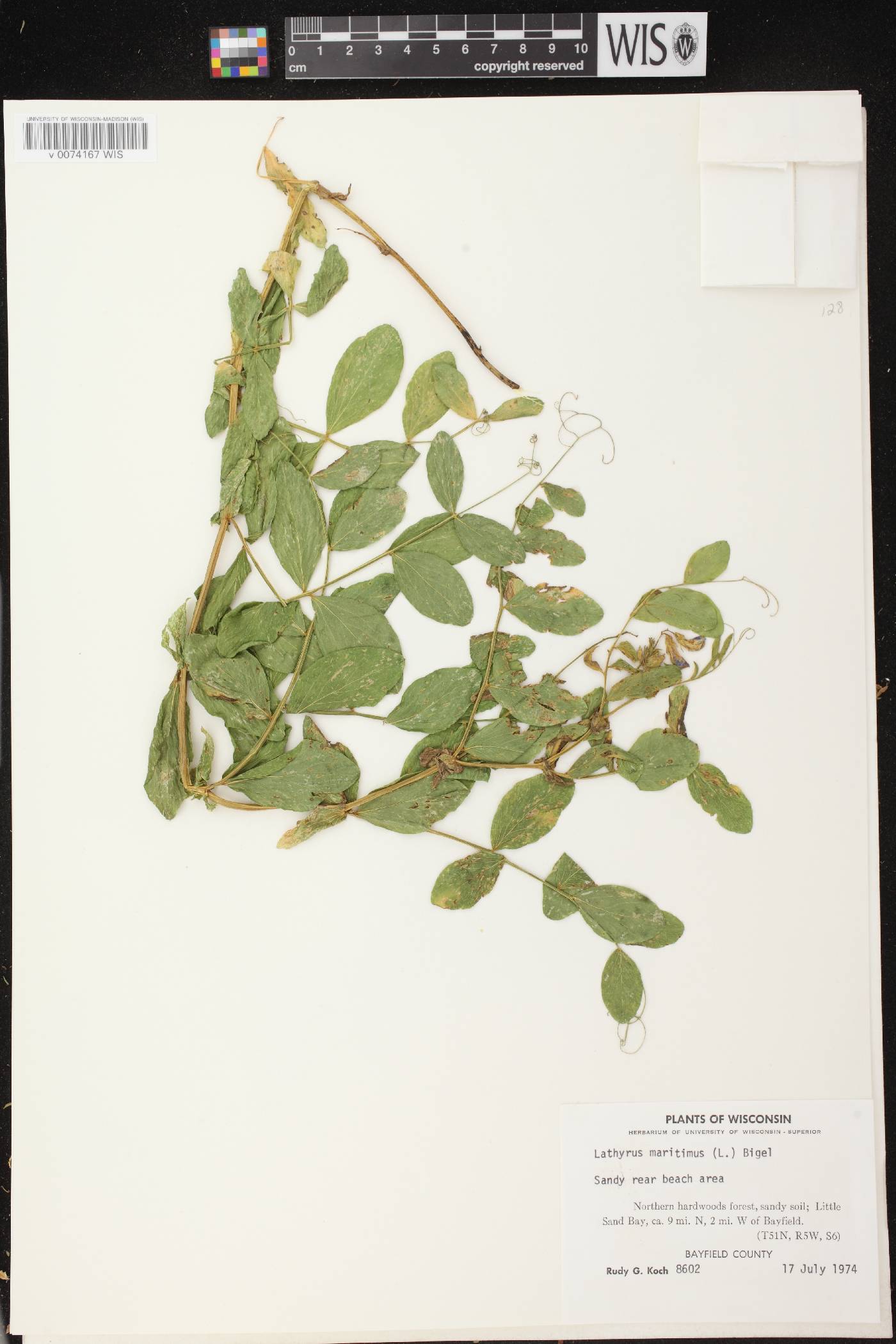 Lathyrus japonicus image