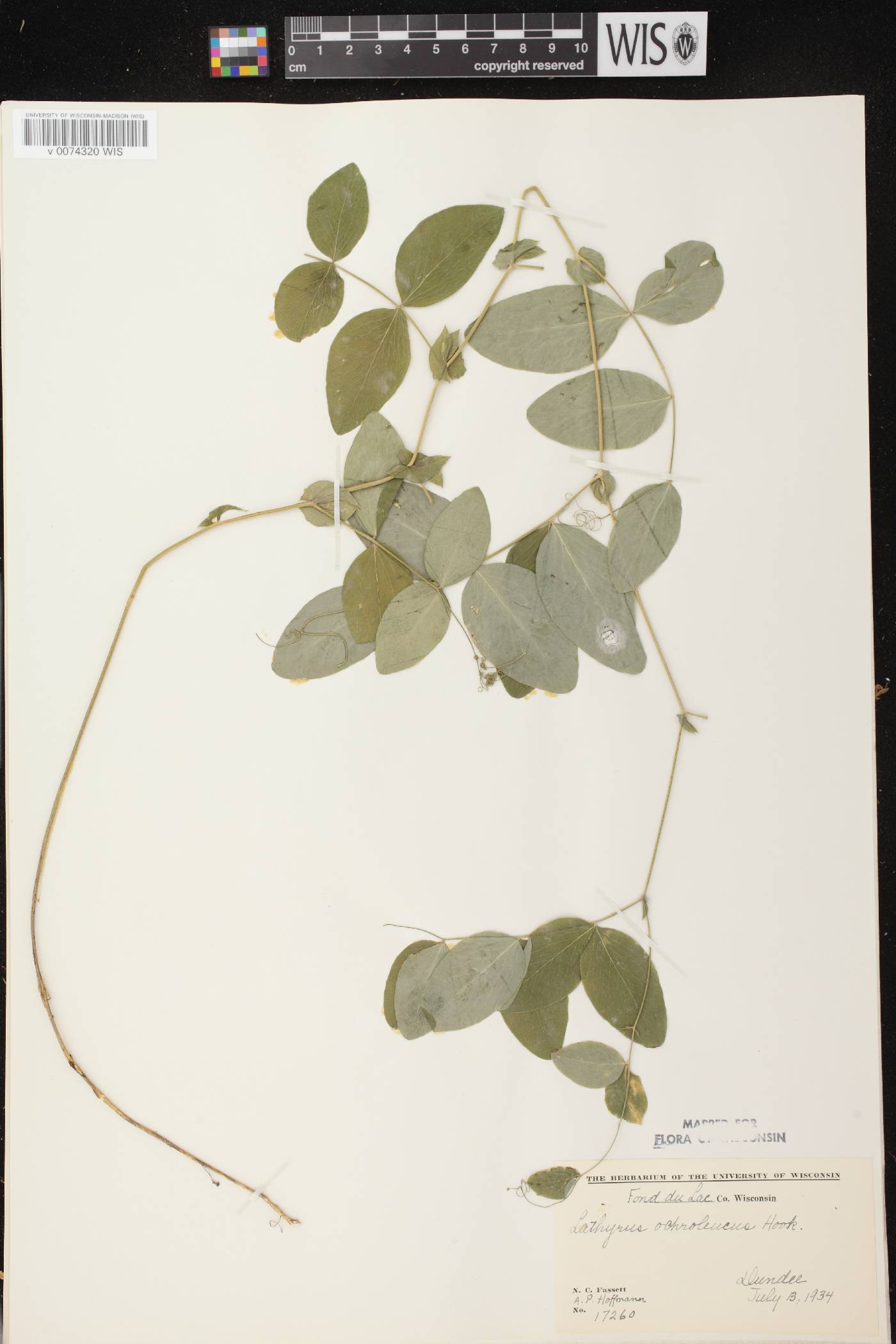 Lathyrus ochroleucus image