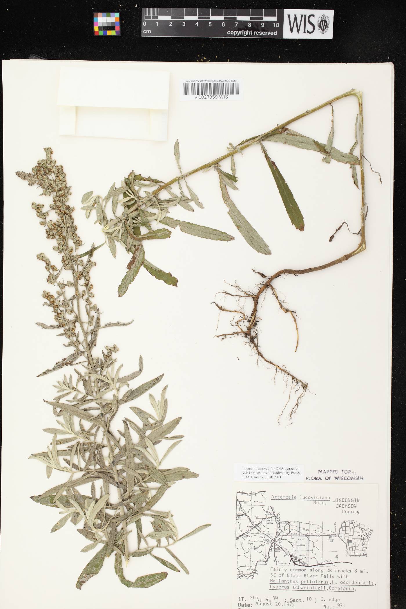 Artemisia ludoviciana image