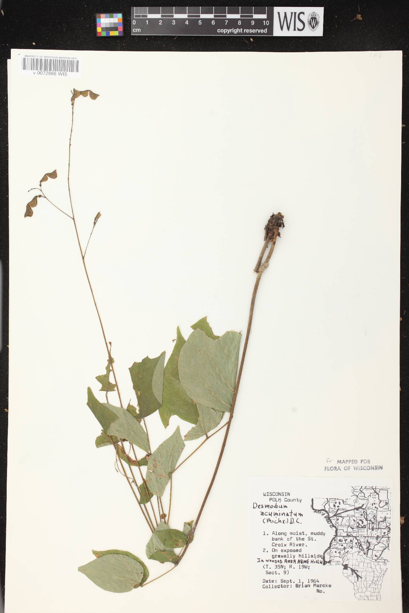 Hylodesmum glutinosum image