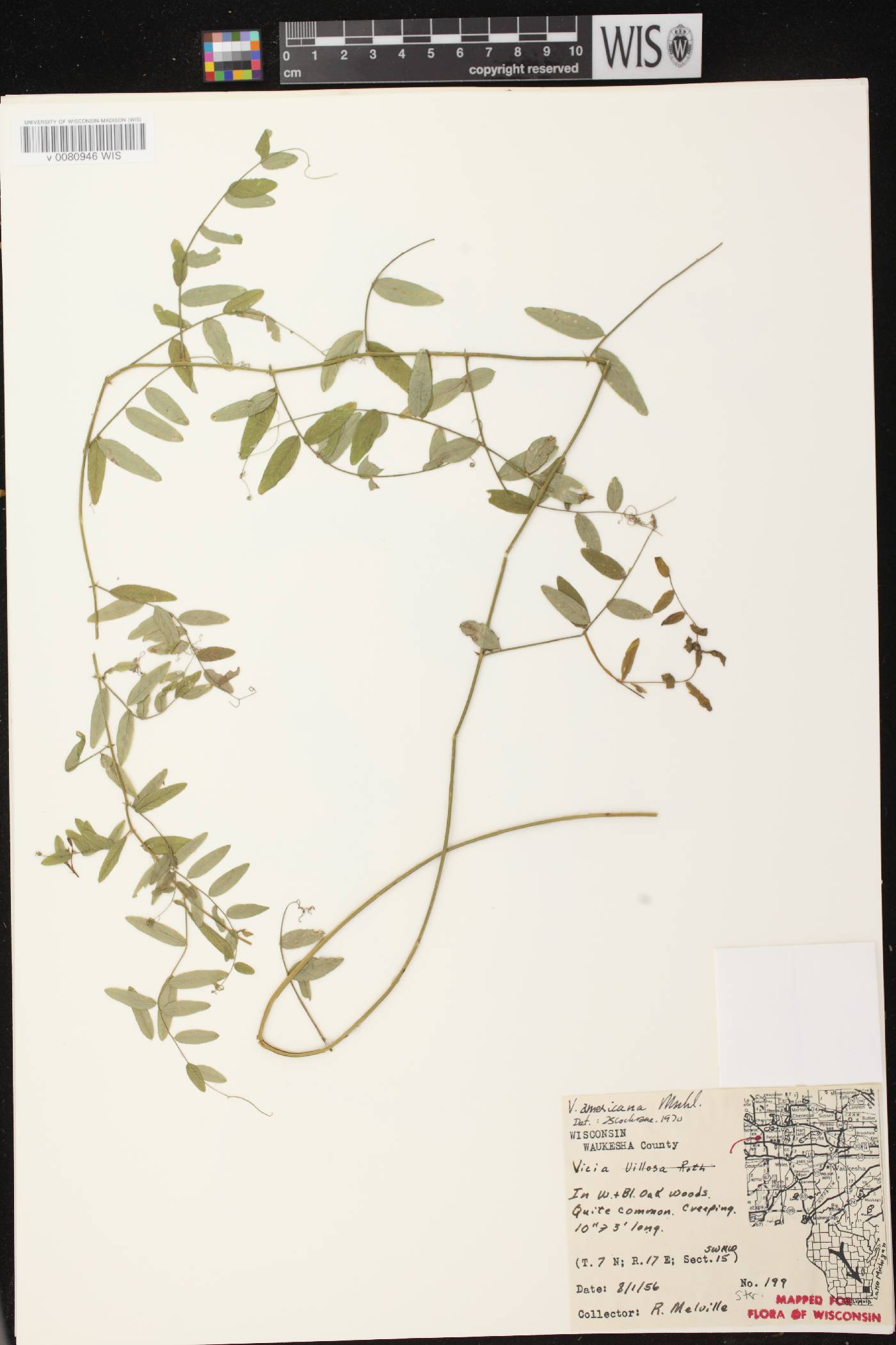 Vicia americana subsp. americana image