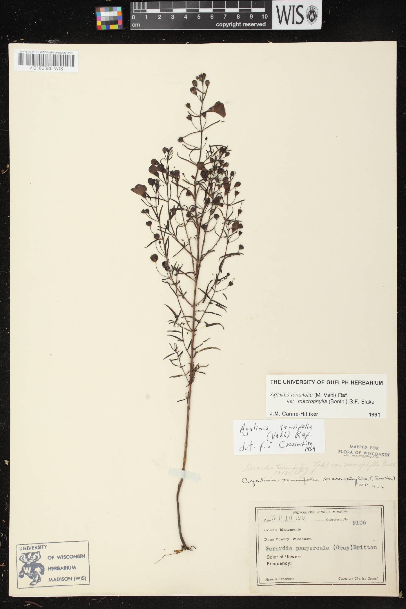 Agalinis tenuifolia image