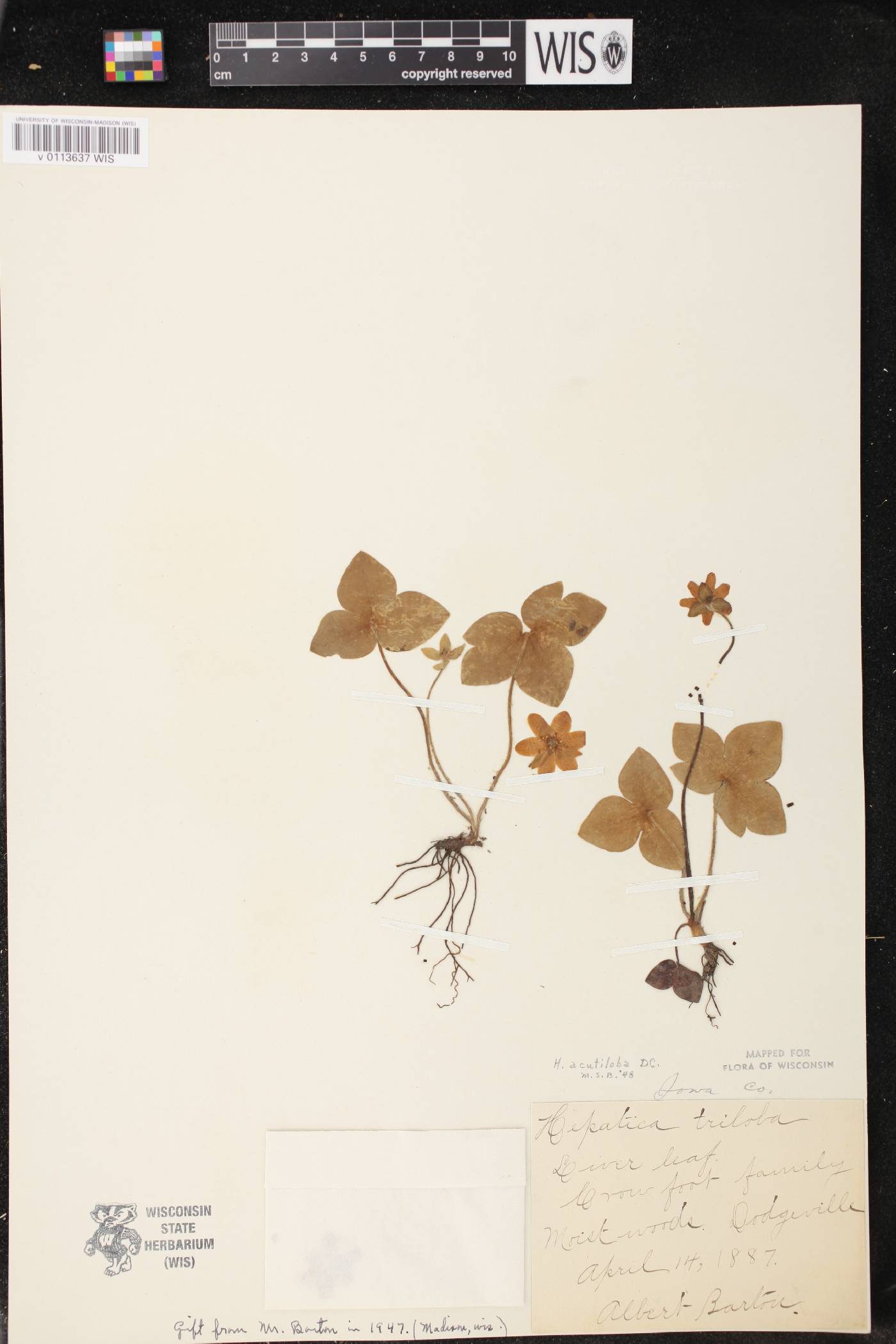 Anemone acutiloba image