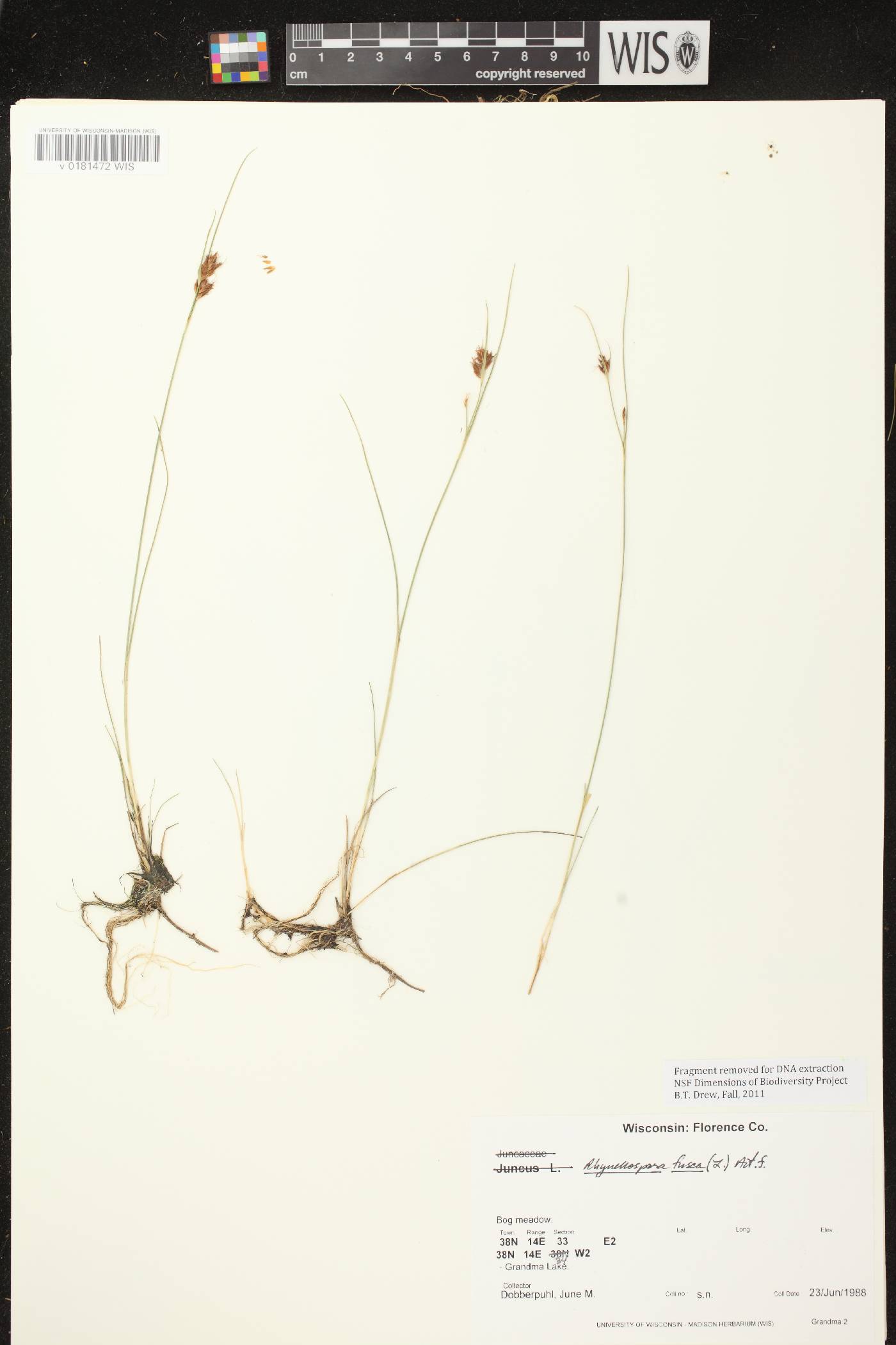 Rhynchospora fusca image