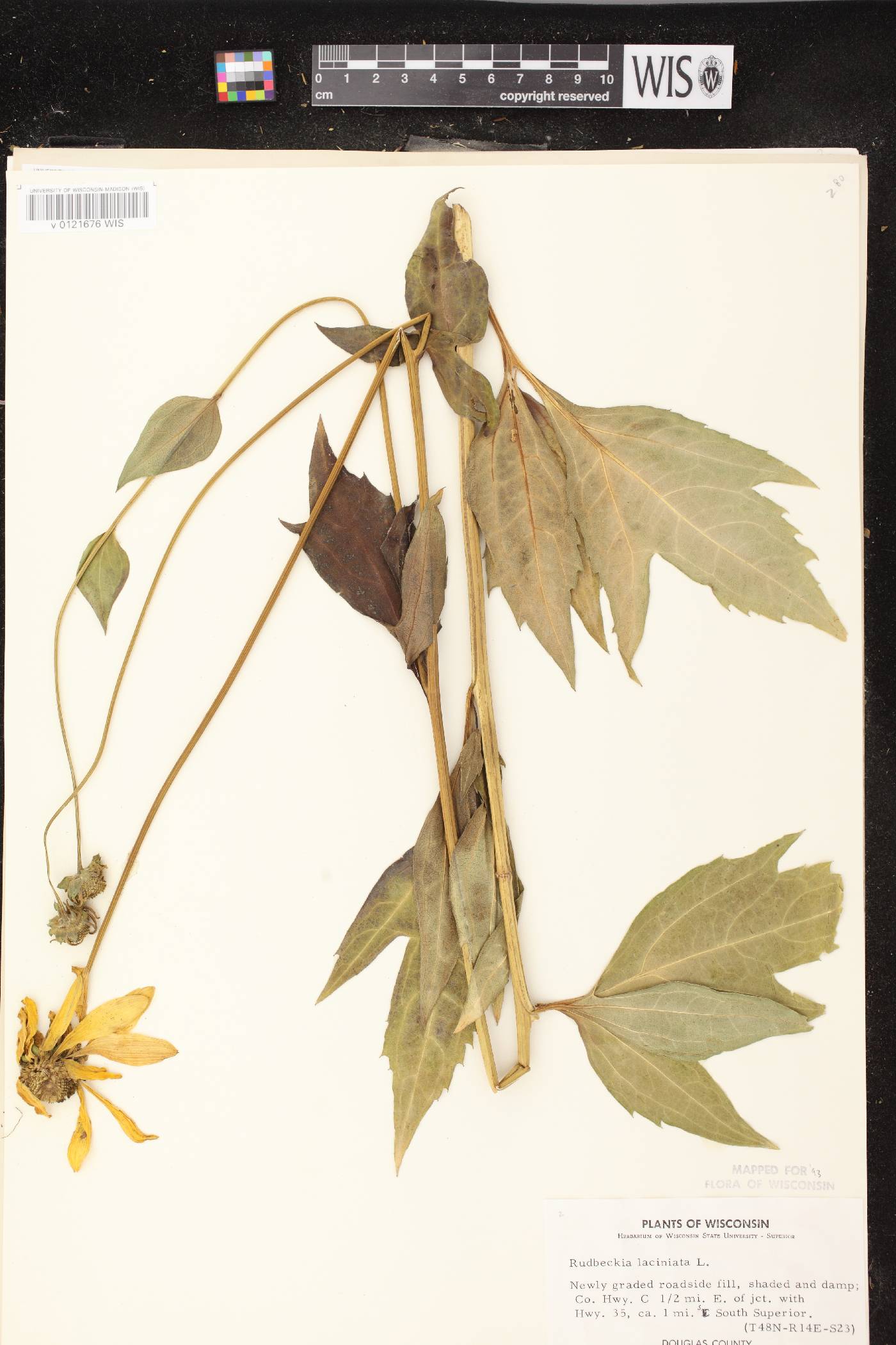 Rudbeckia laciniata image