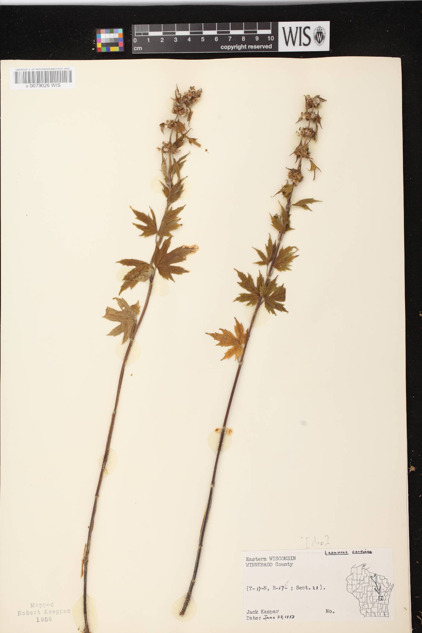 Leonurus cardiaca image