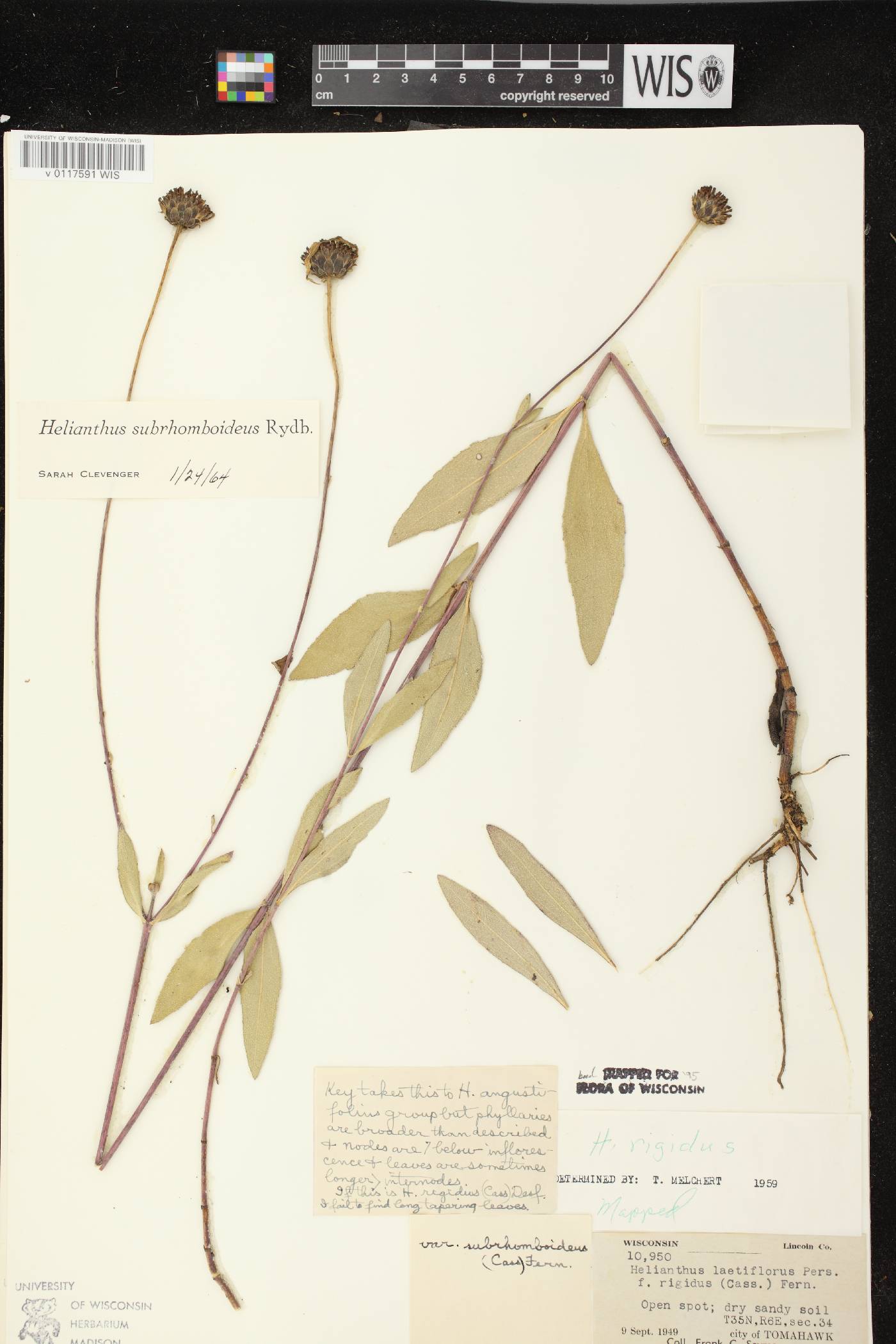 Helianthus pauciflorus subsp. subrhomboideus image
