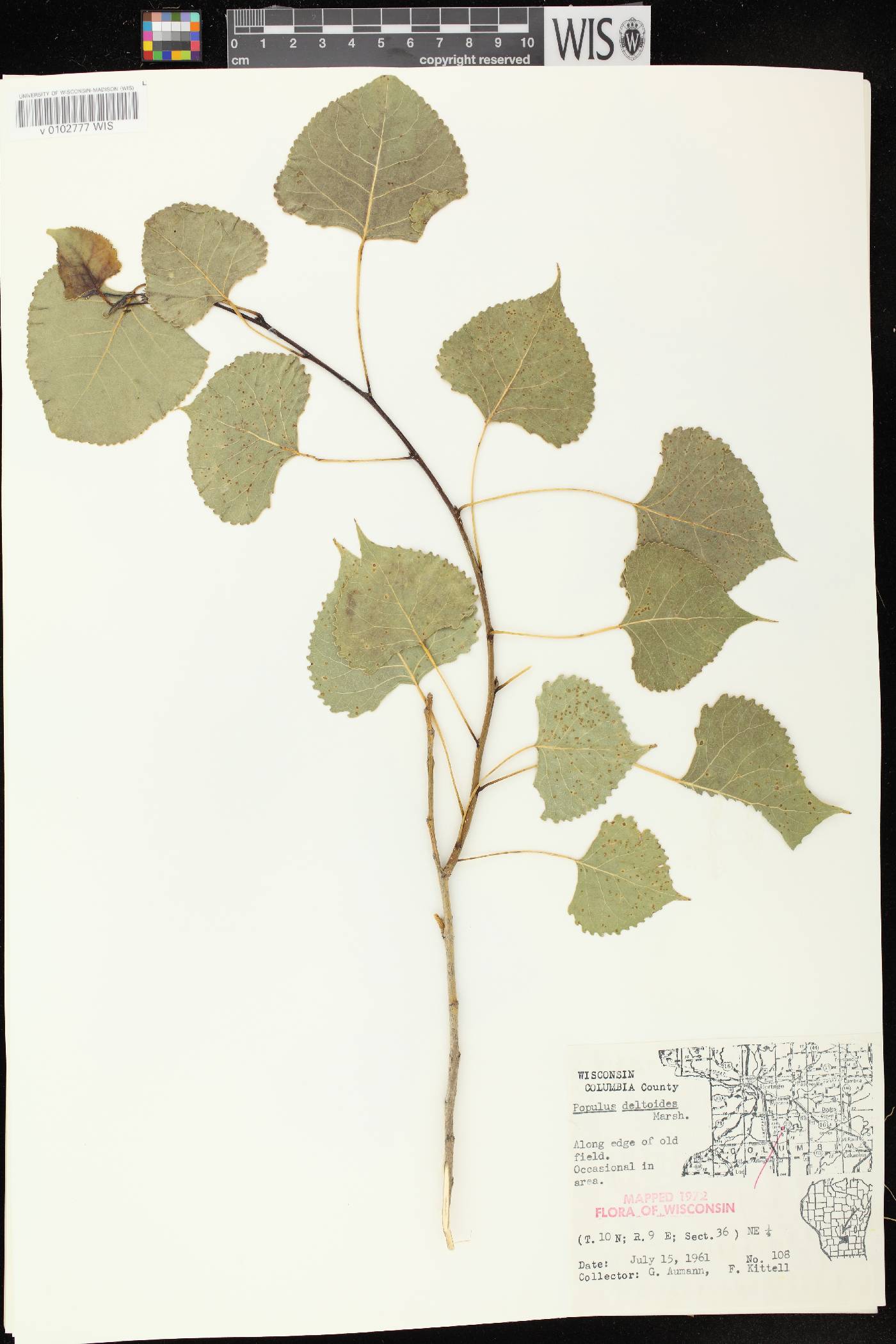 Populus deltoides subsp. monilifera image