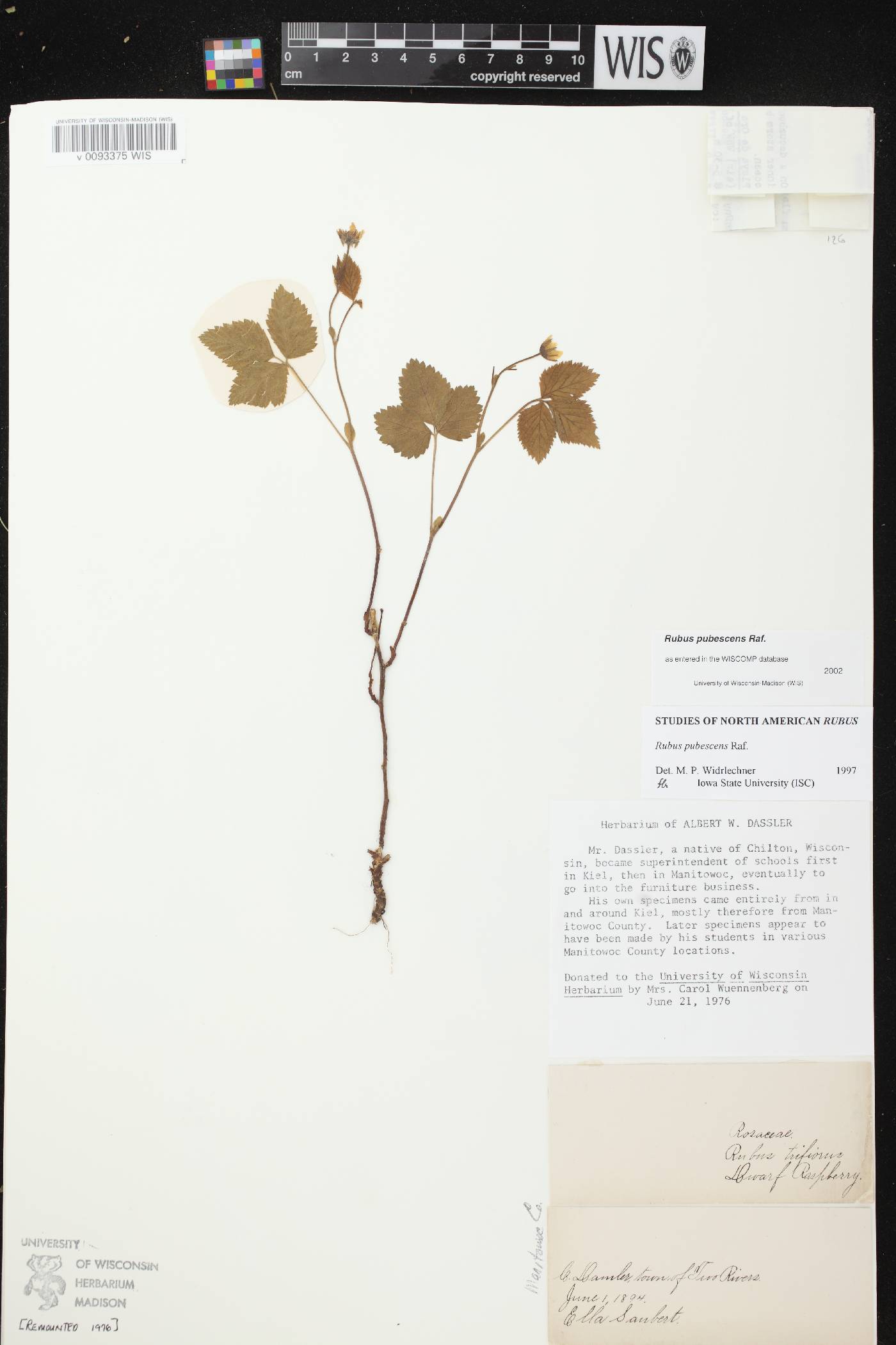 Rubus pubescens image