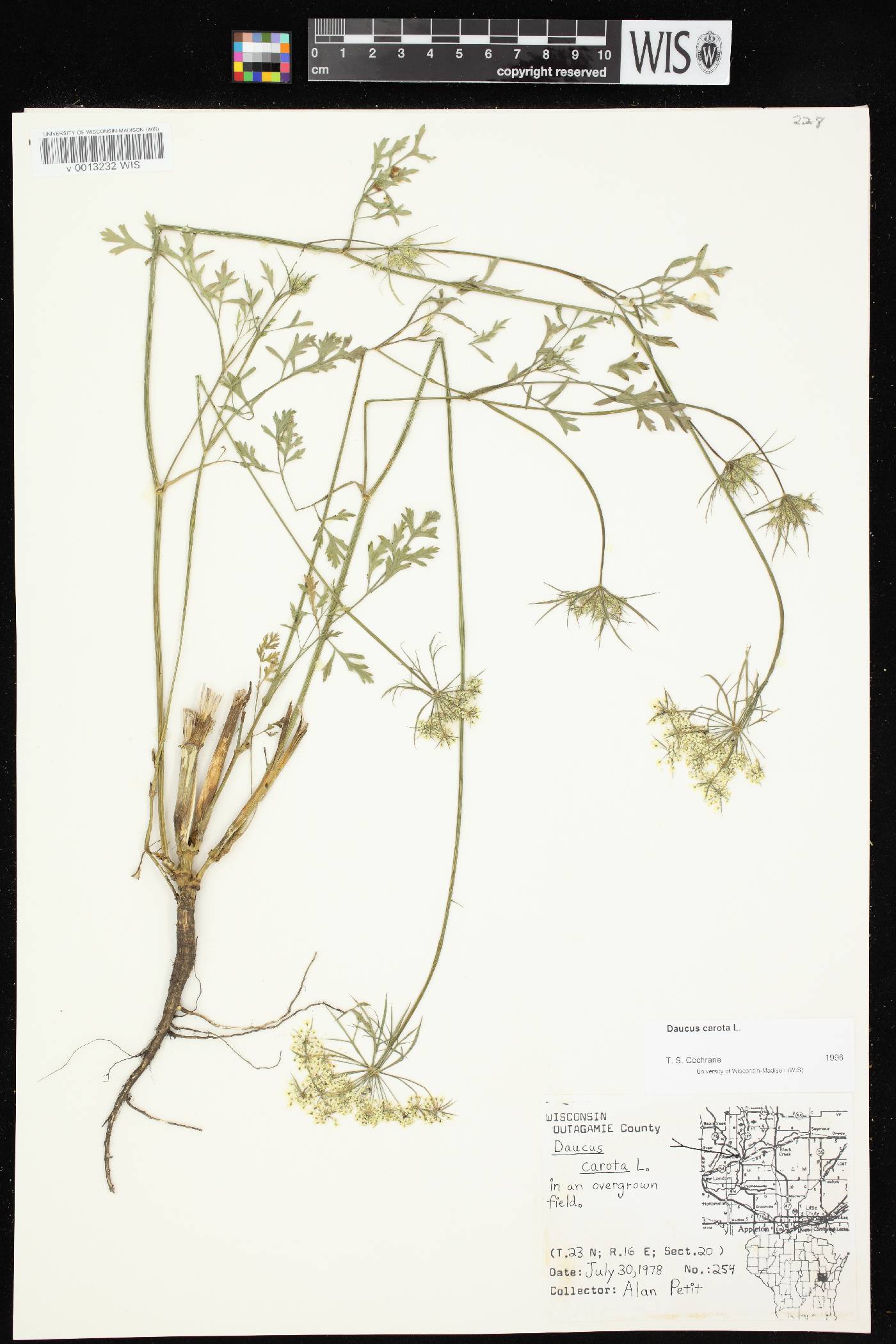 Daucus carota image