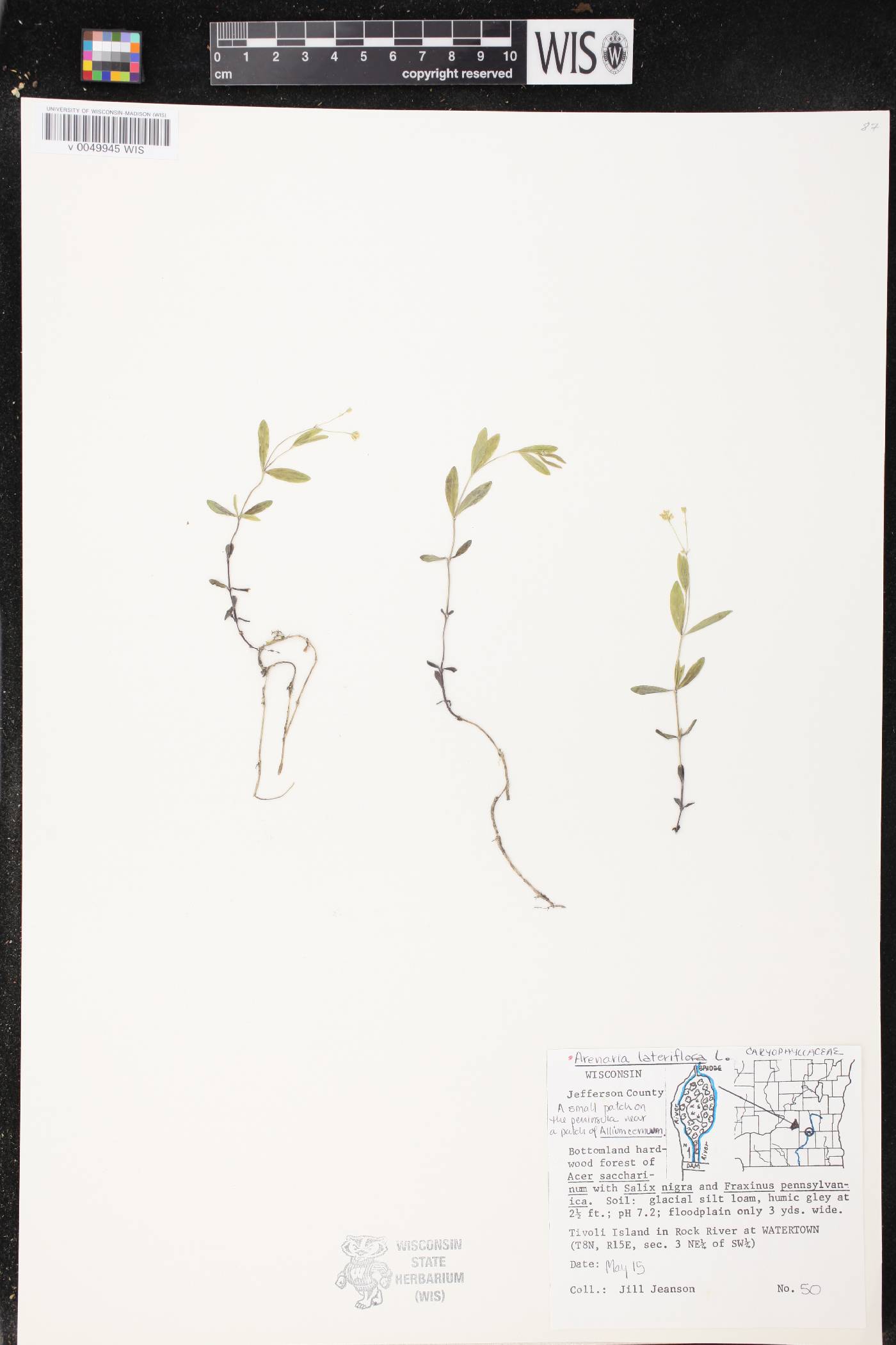Moehringia lateriflora image