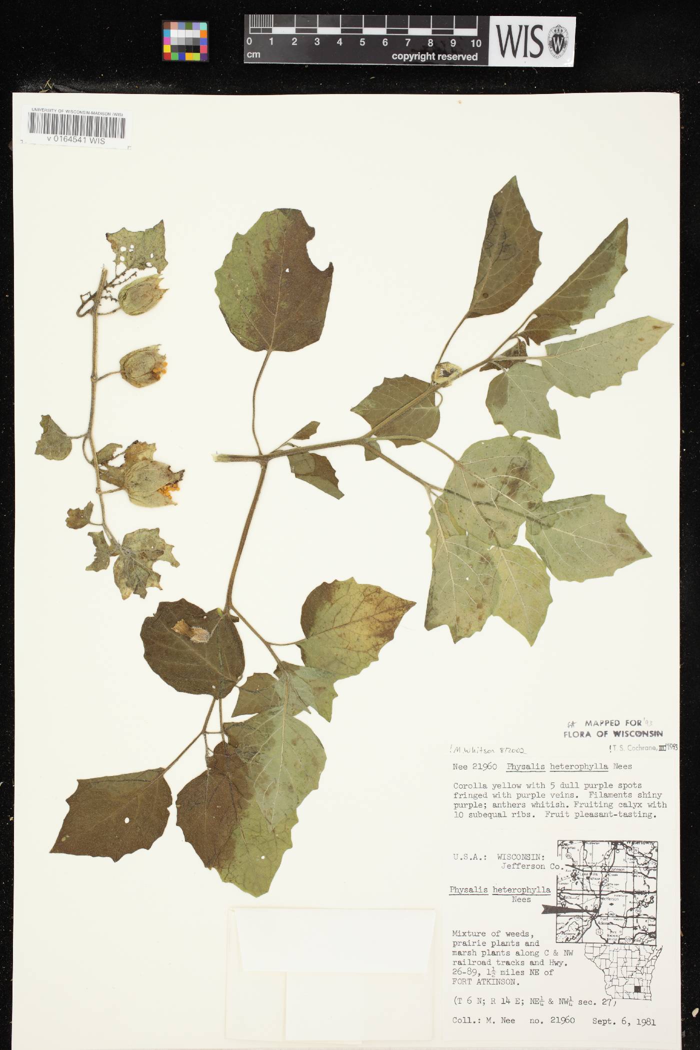 Physalis heterophylla image