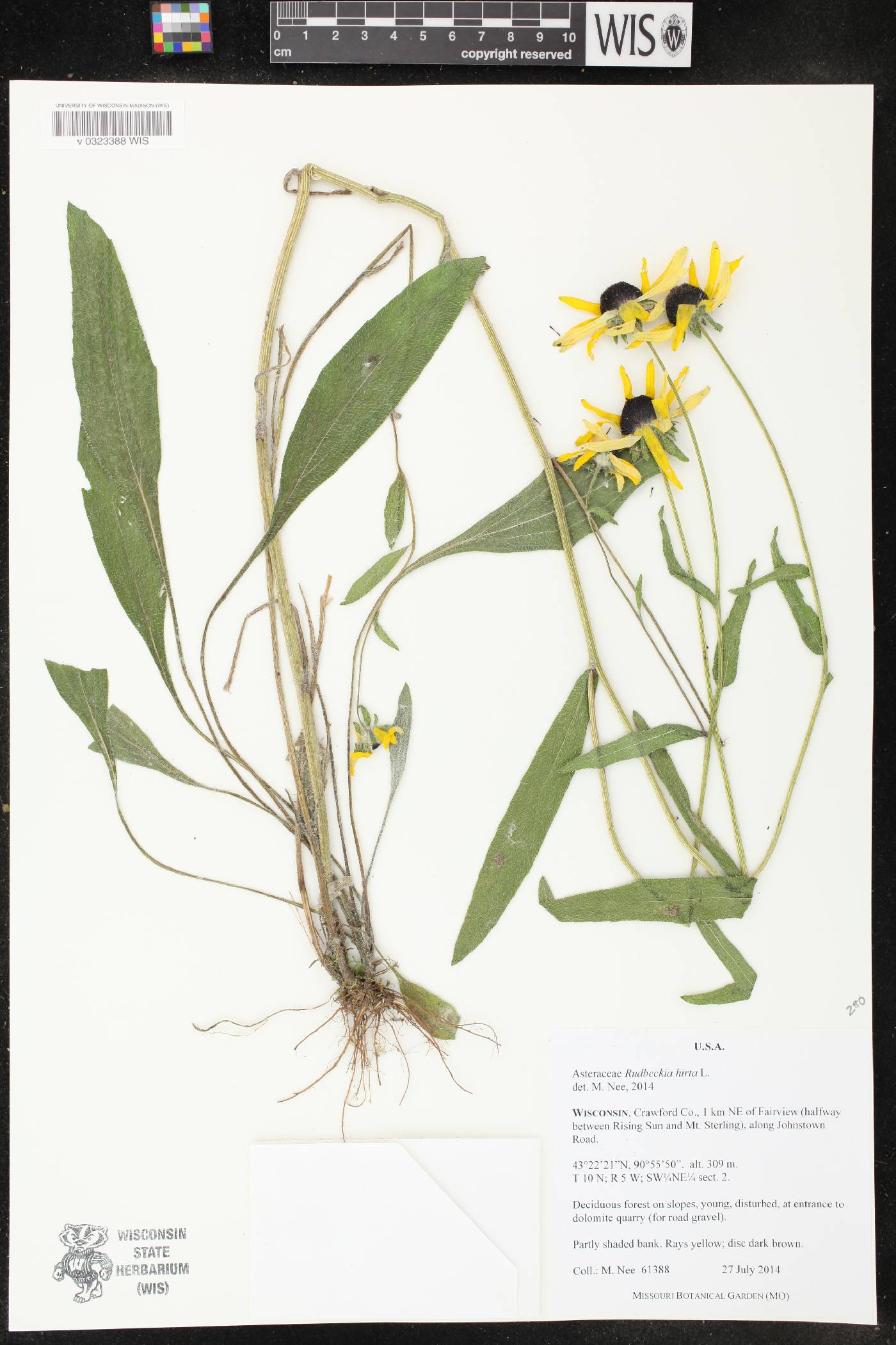Rudbeckia hirta image