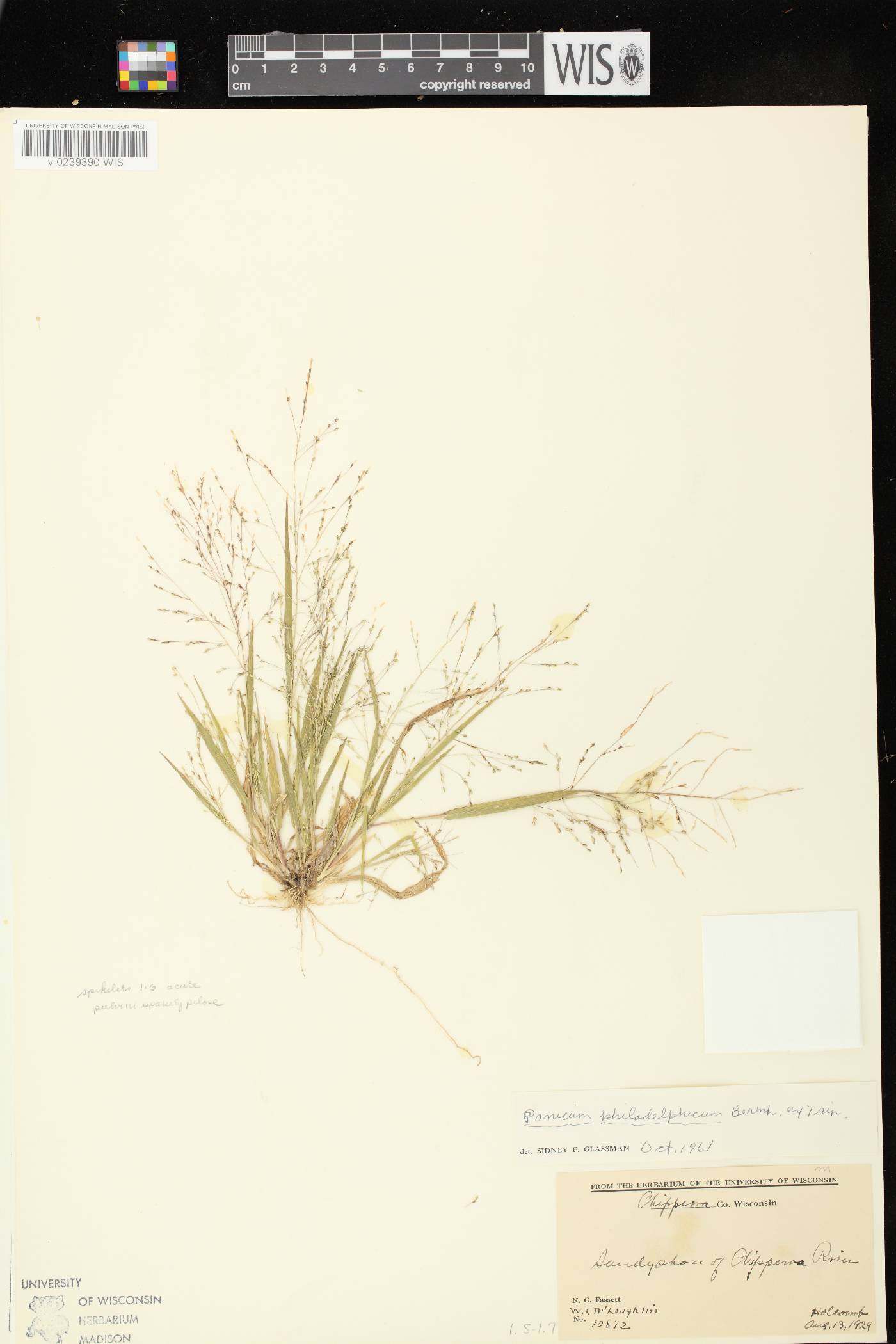 Panicum philadelphicum subsp. philadelphicum image