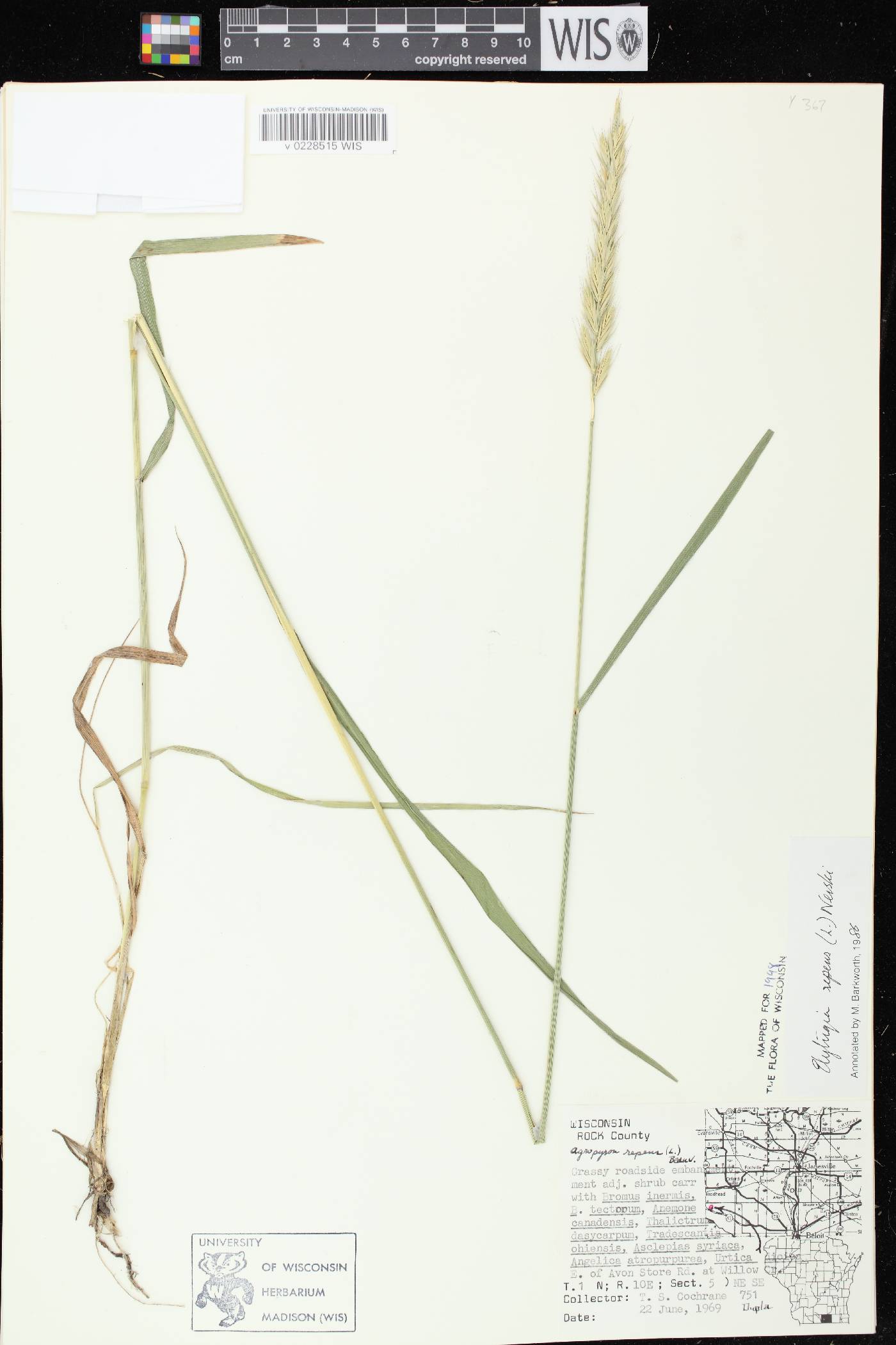 Elymus repens image