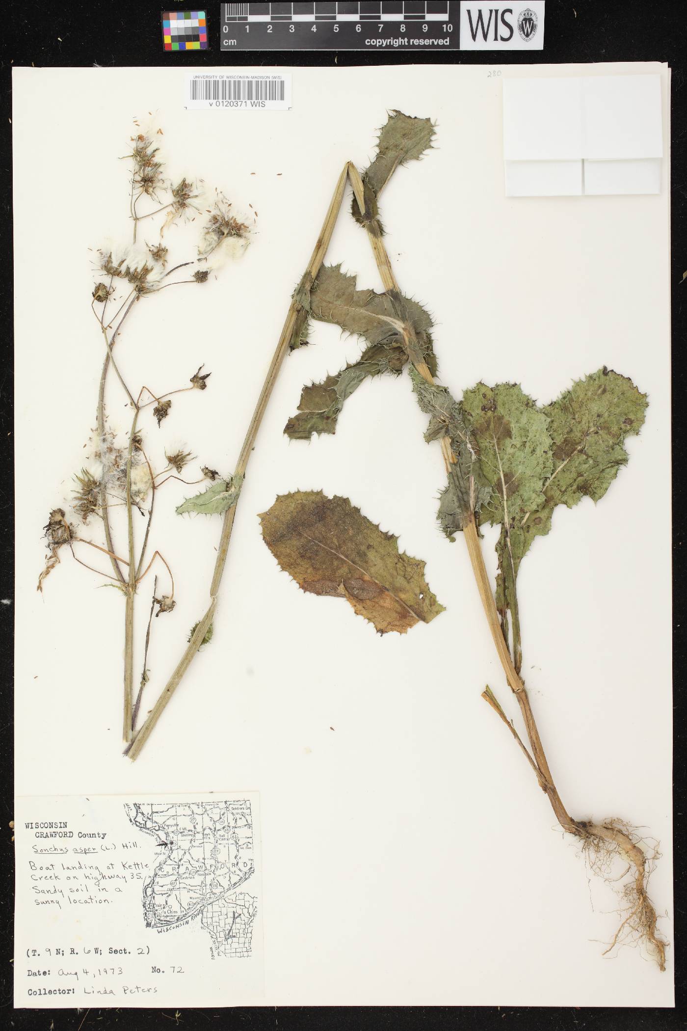 Sonchus asper image