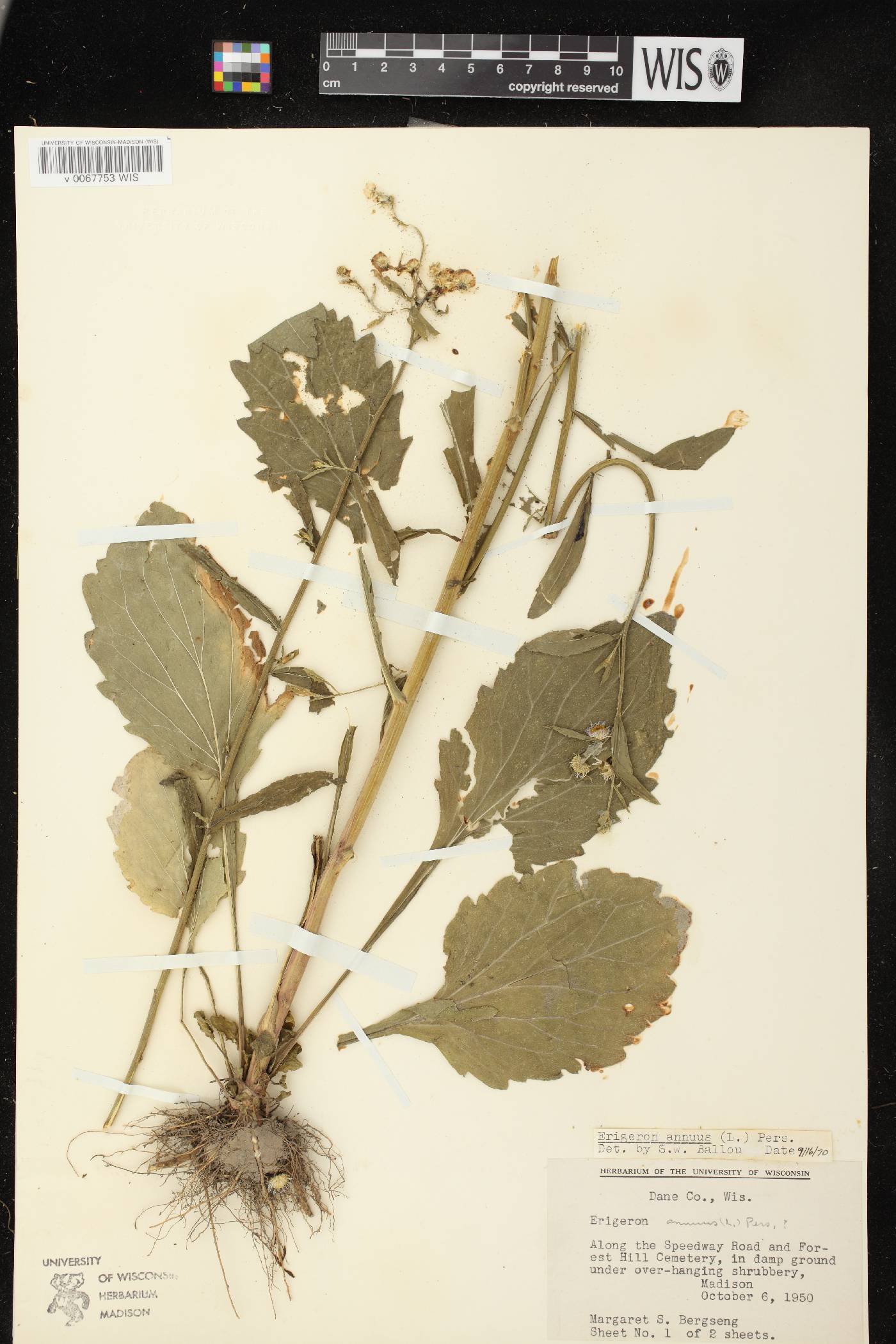 Erigeron annuus image