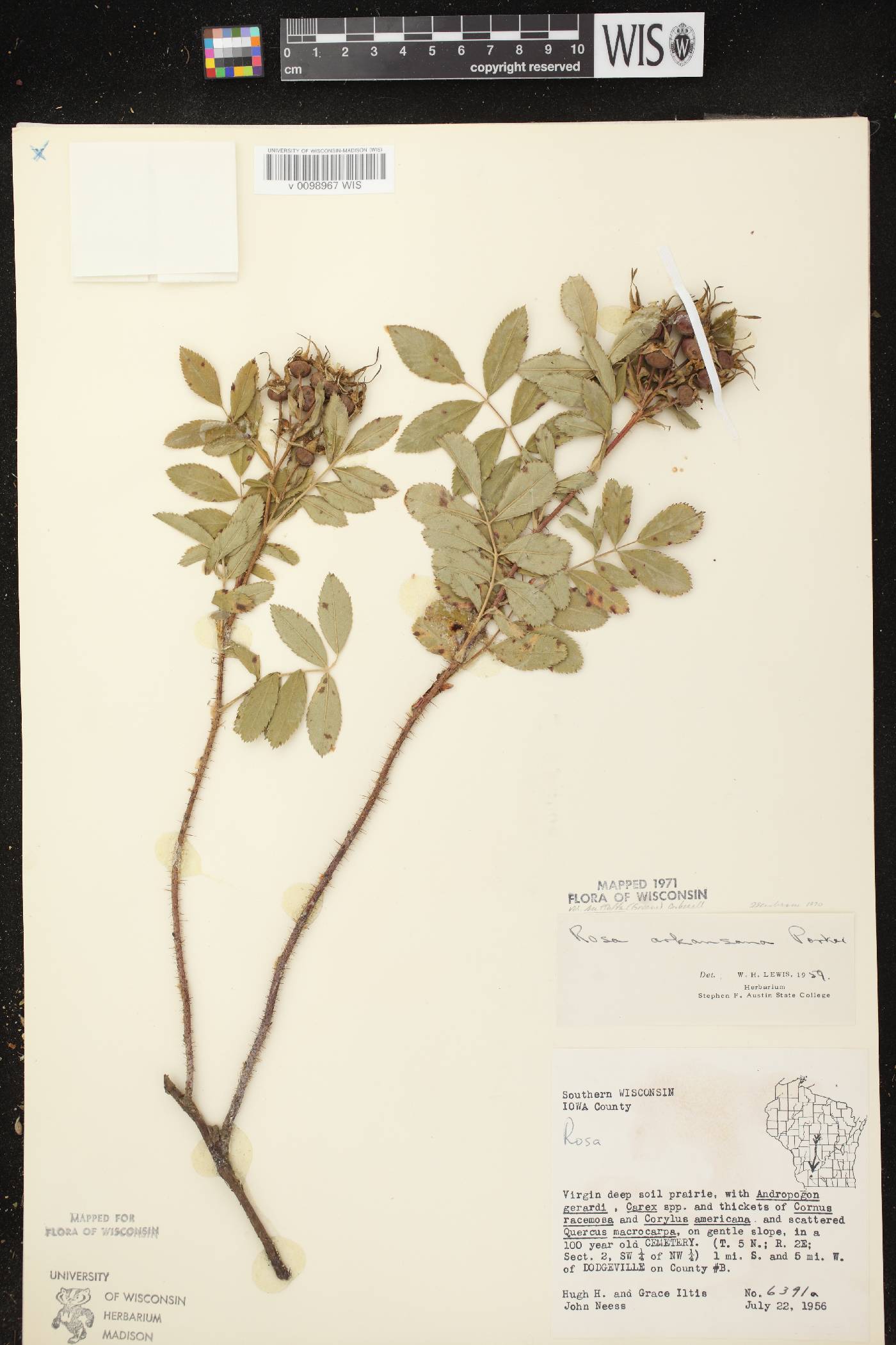 Rosa arkansana image