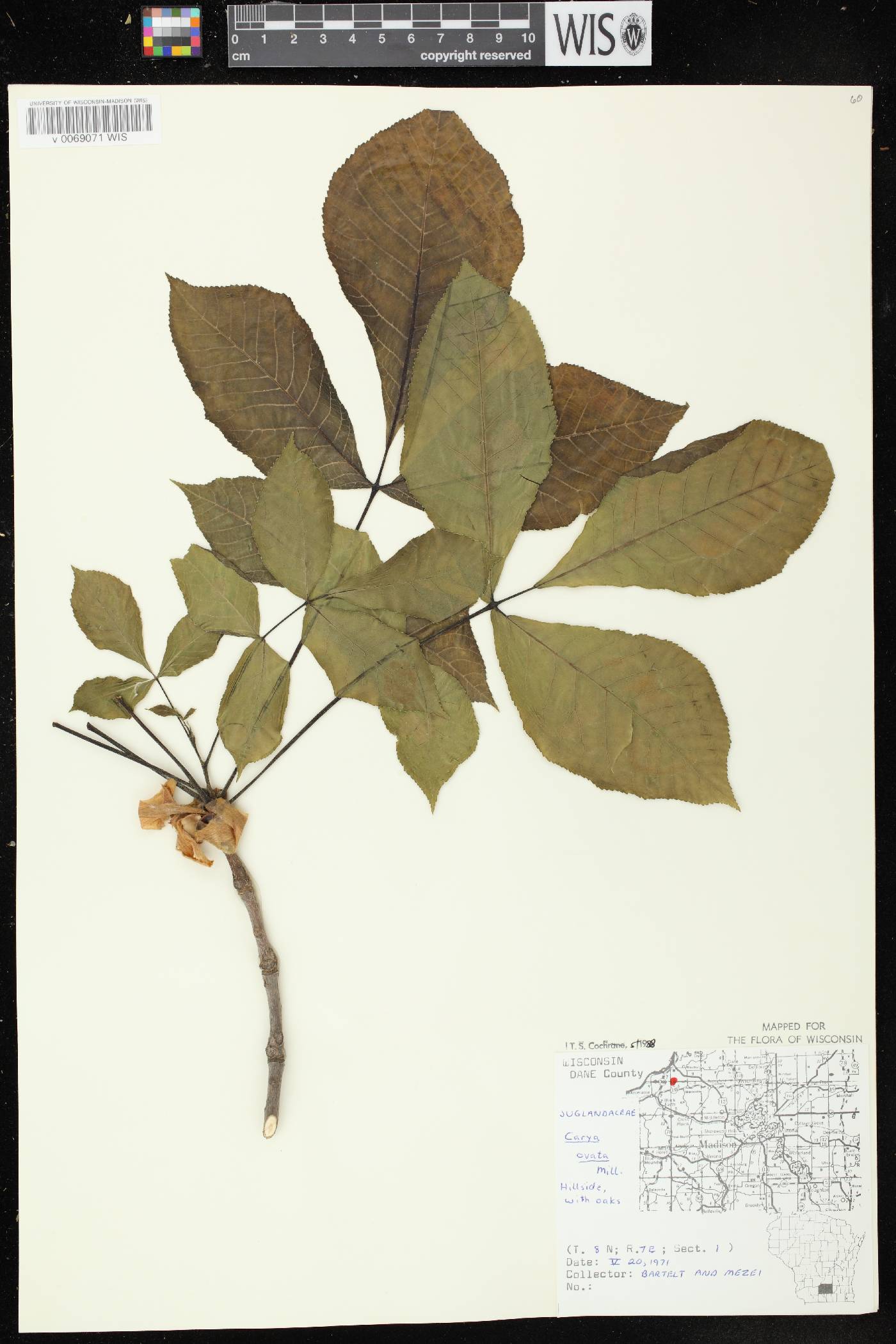 Carya ovata image