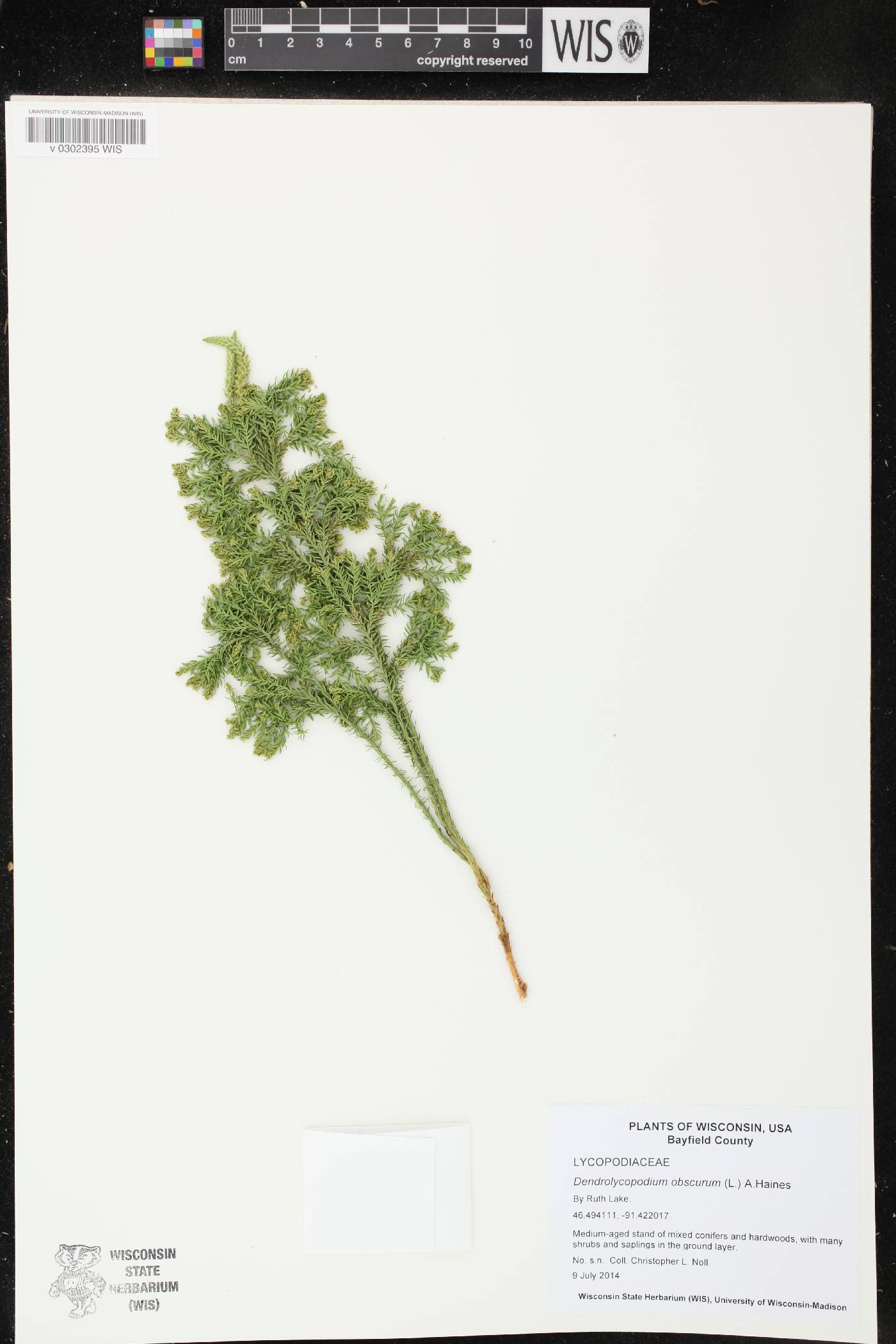 Dendrolycopodium obscurum image