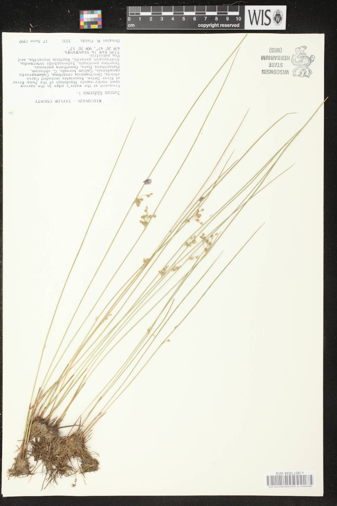Juncus filiformis image