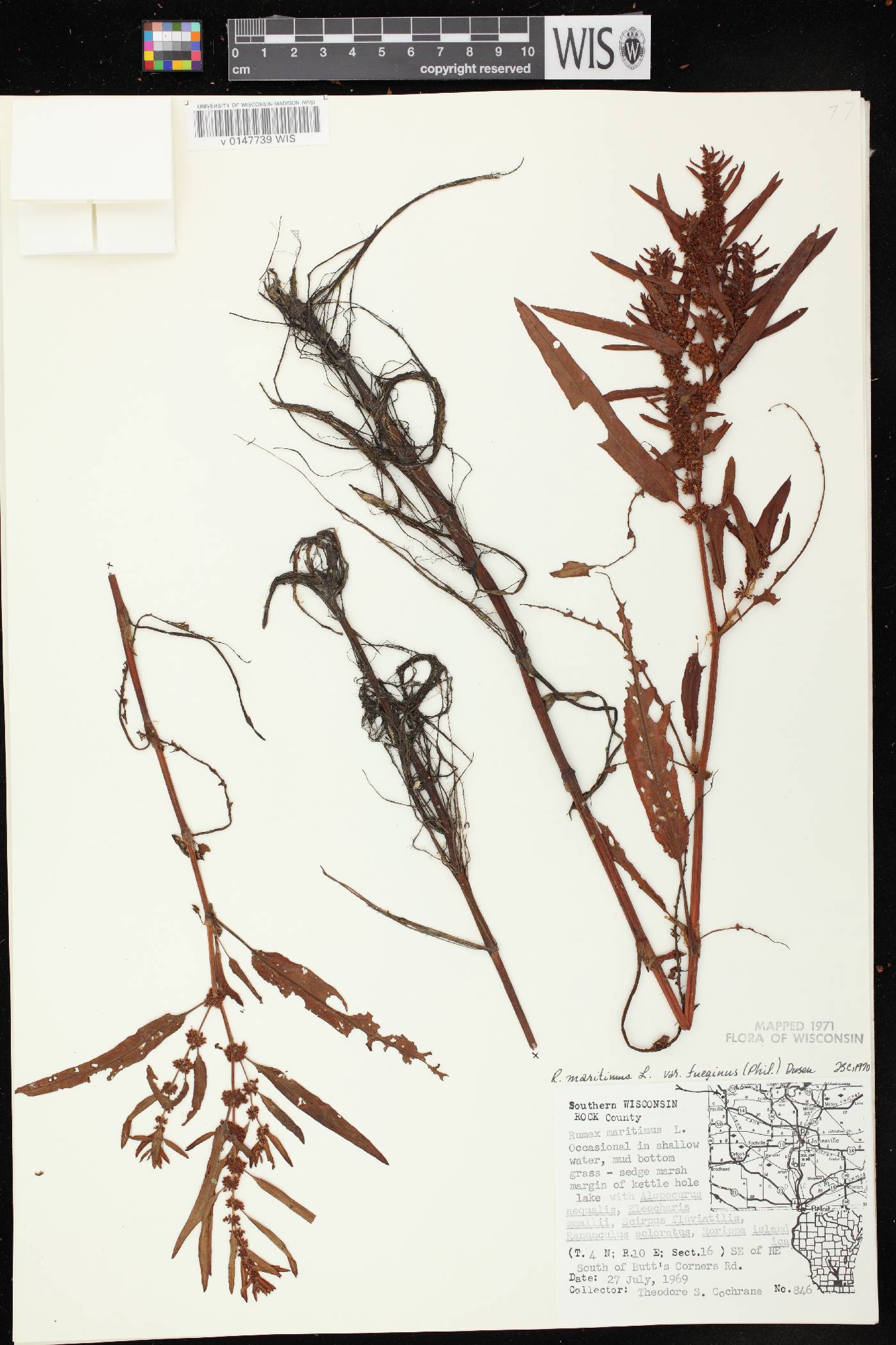 Rumex fueginus image