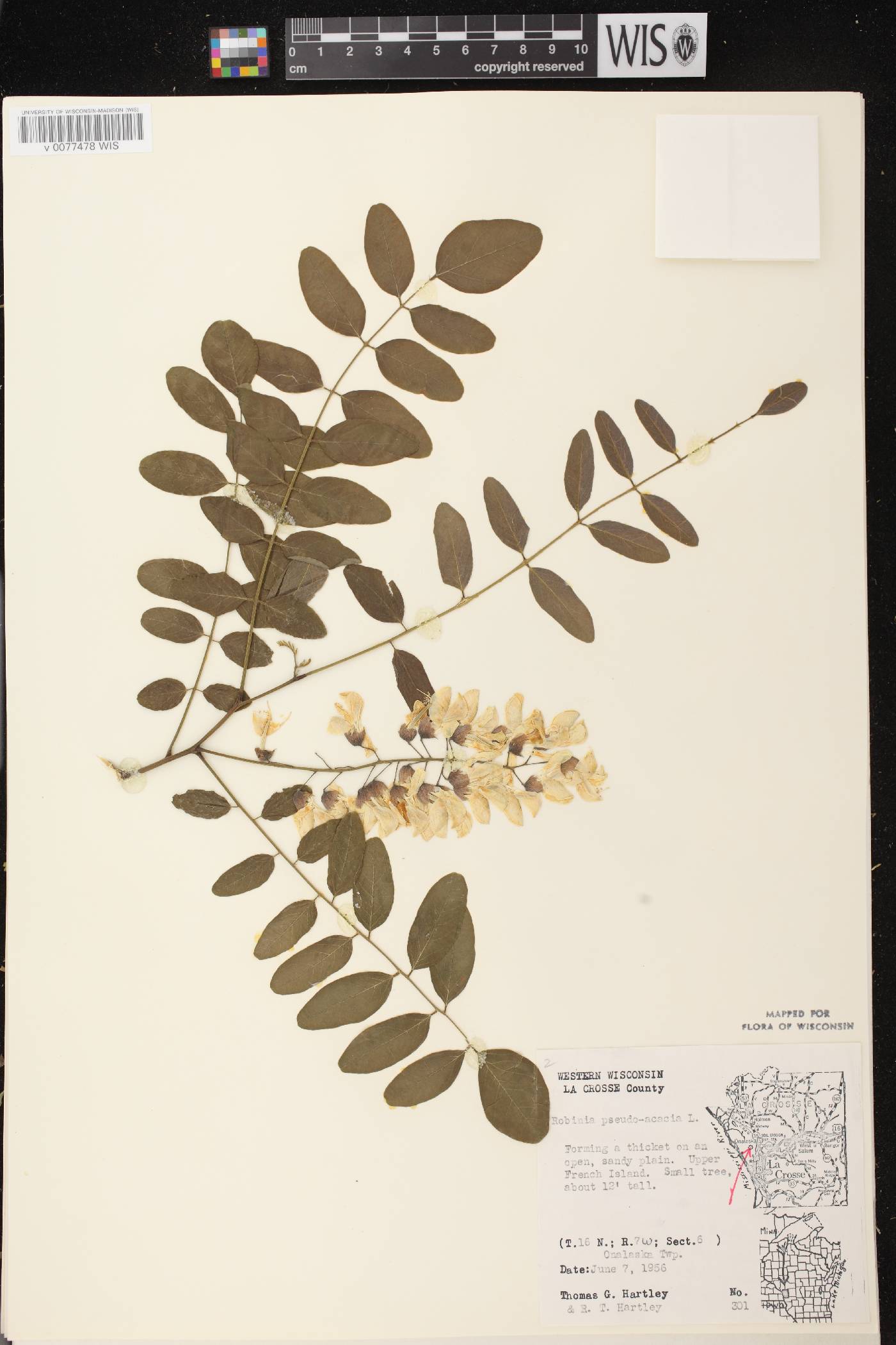 Robinia pseudoacacia image