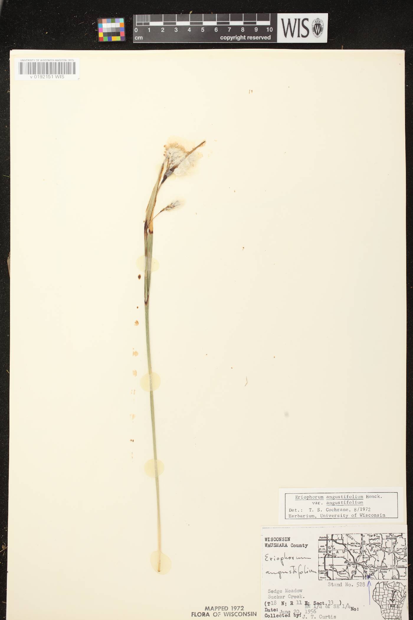 Eriophorum angustifolium subsp. angustifolium image