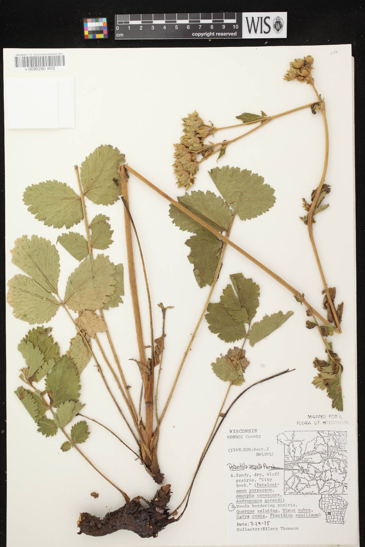 Drymocallis arguta image