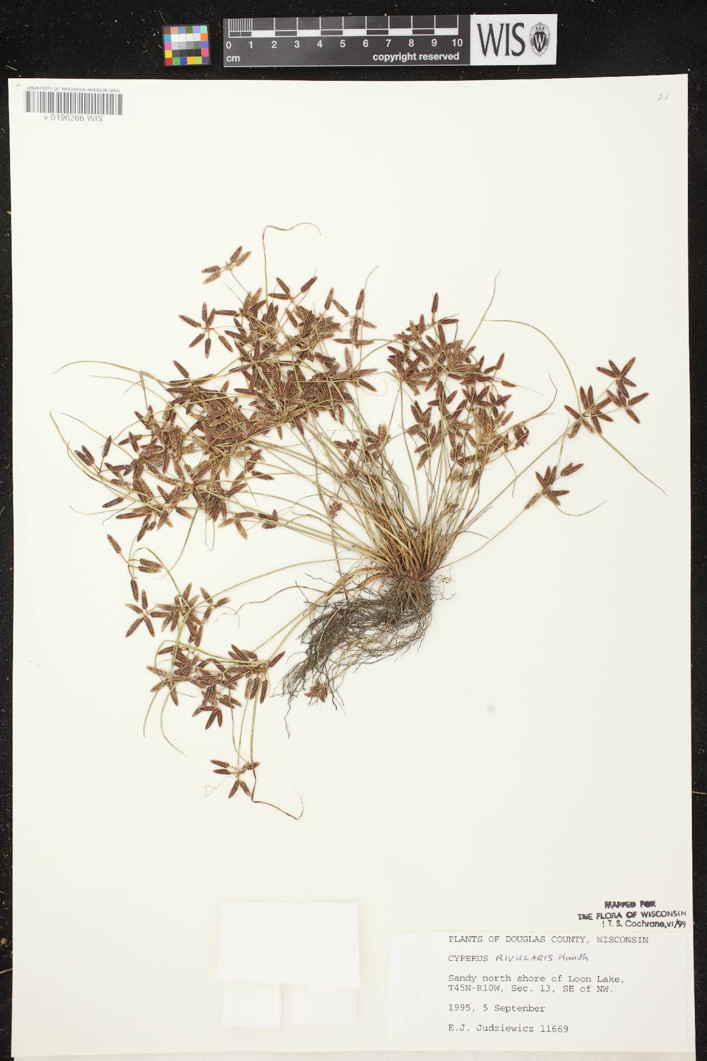 Cyperus bipartitus image