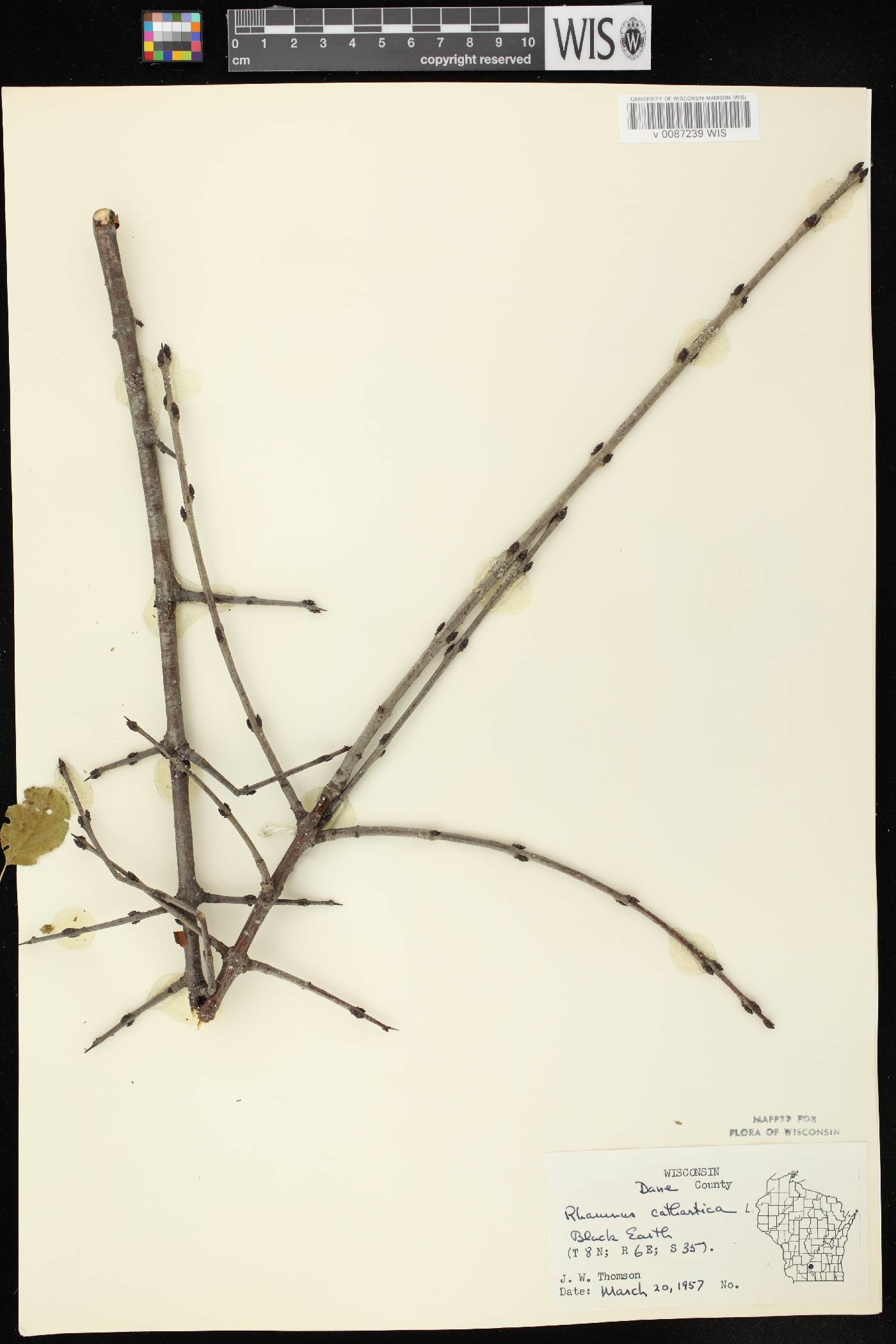 Rhamnus cathartica image