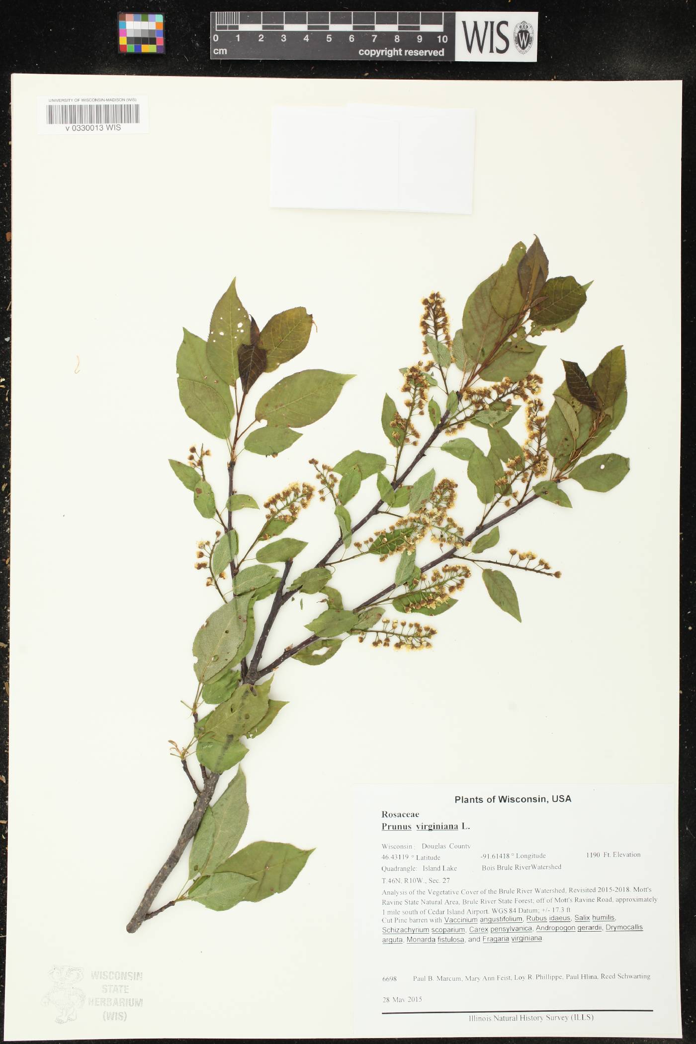 Prunus virginiana image
