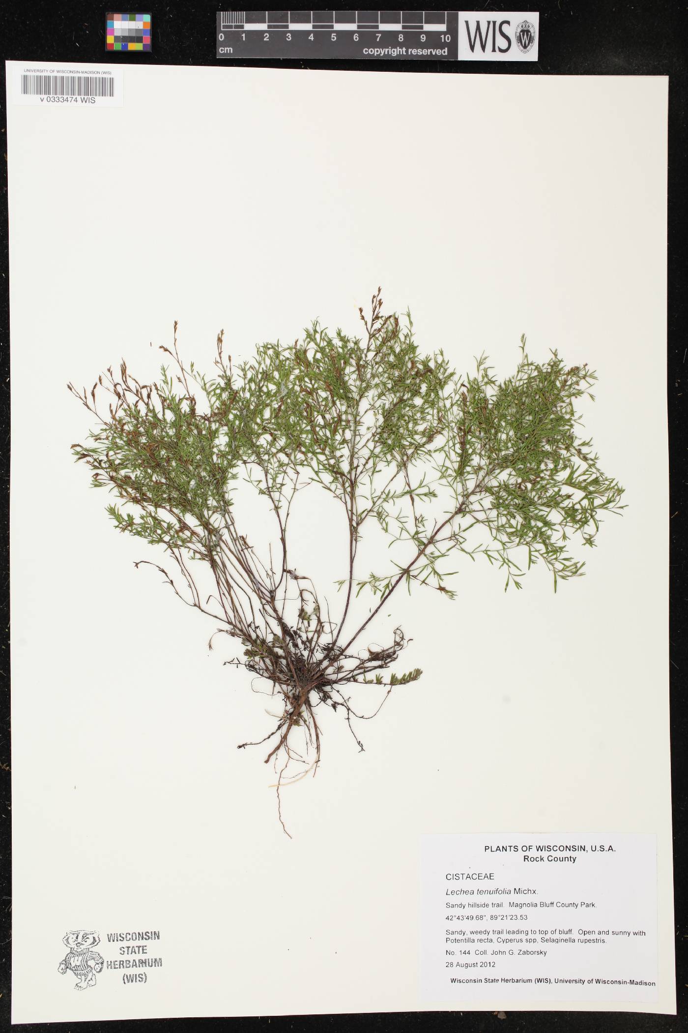 Lechea tenuifolia image