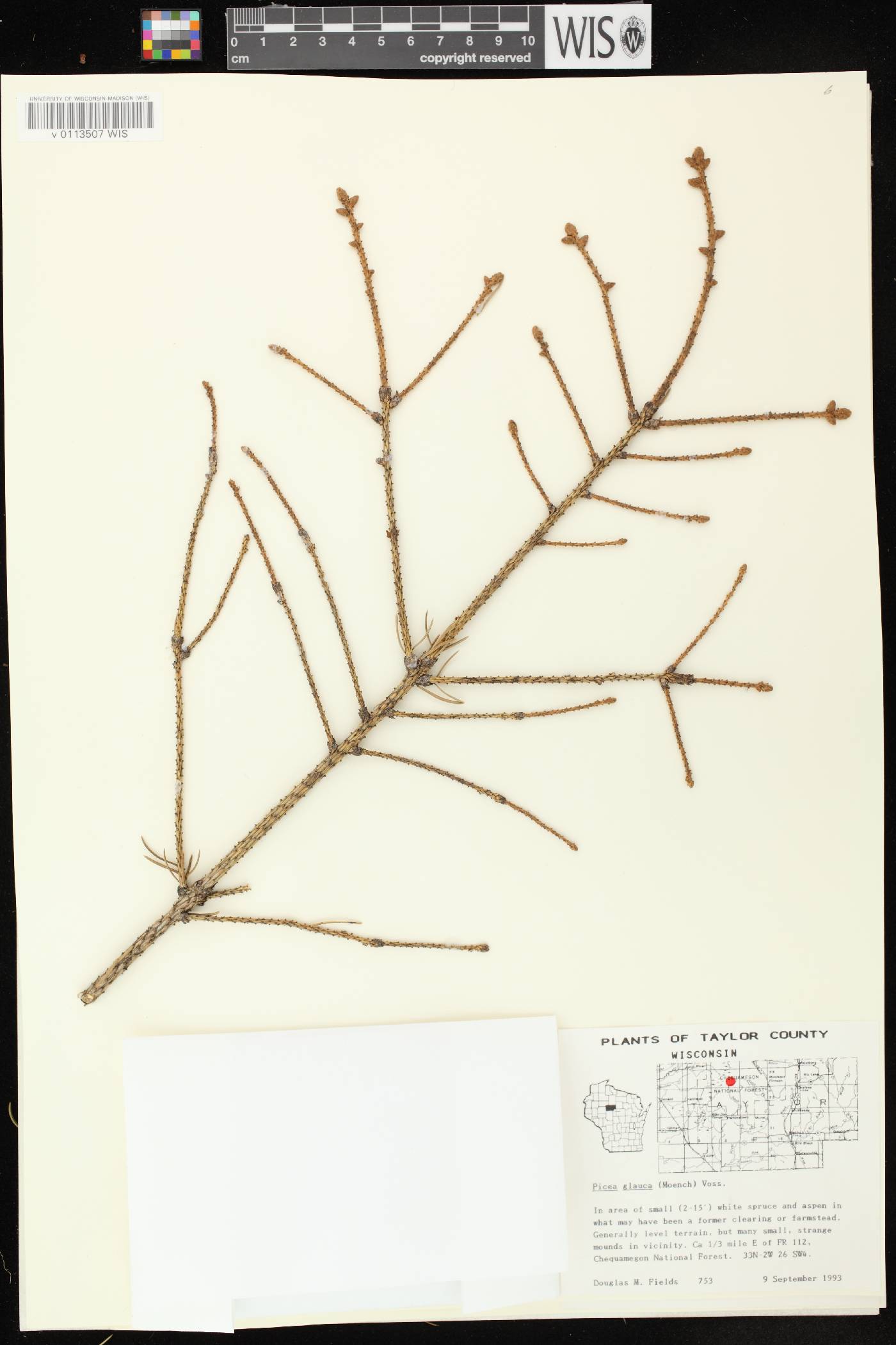 Picea glauca image