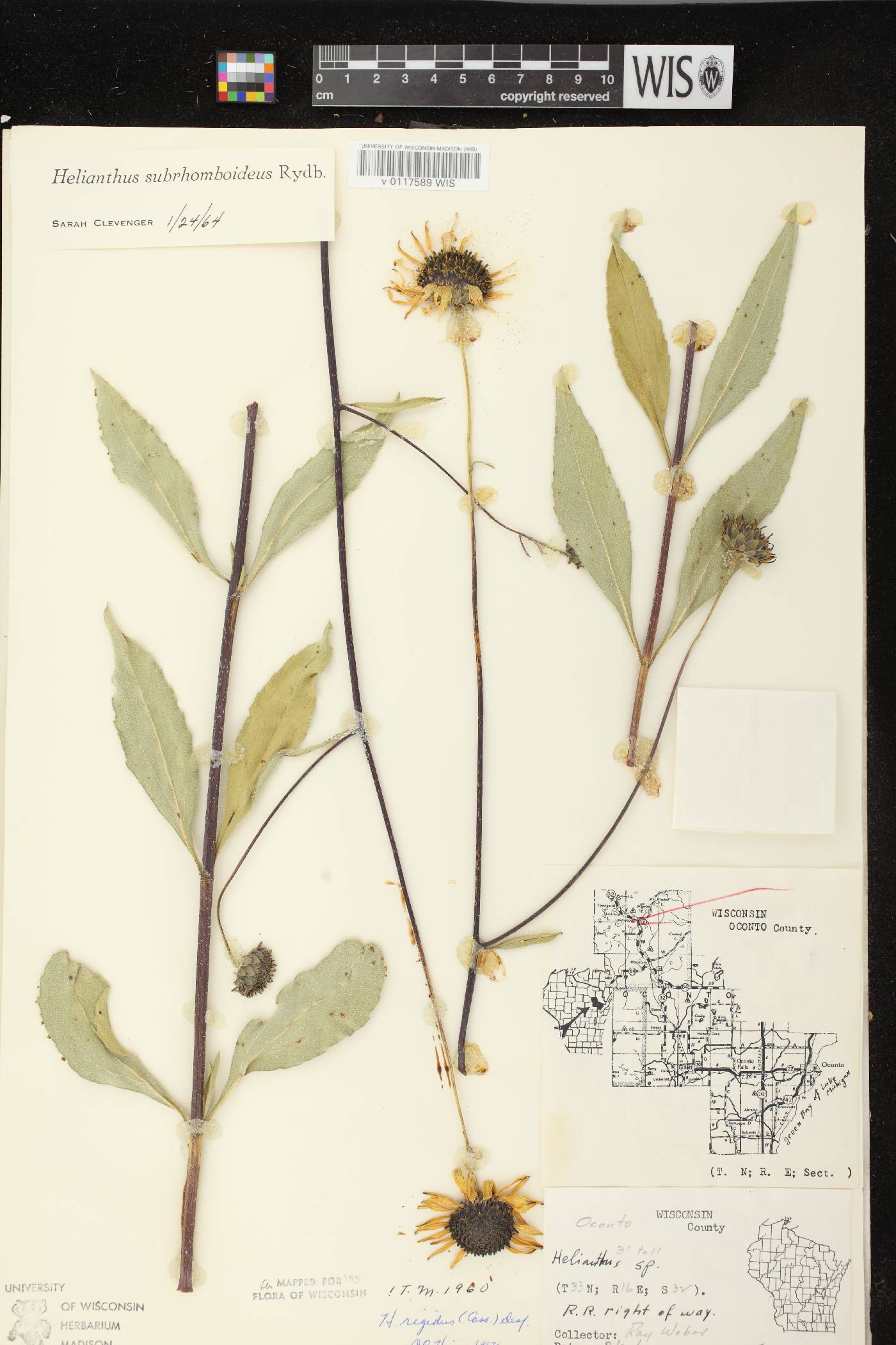 Helianthus pauciflorus subsp. subrhomboideus image