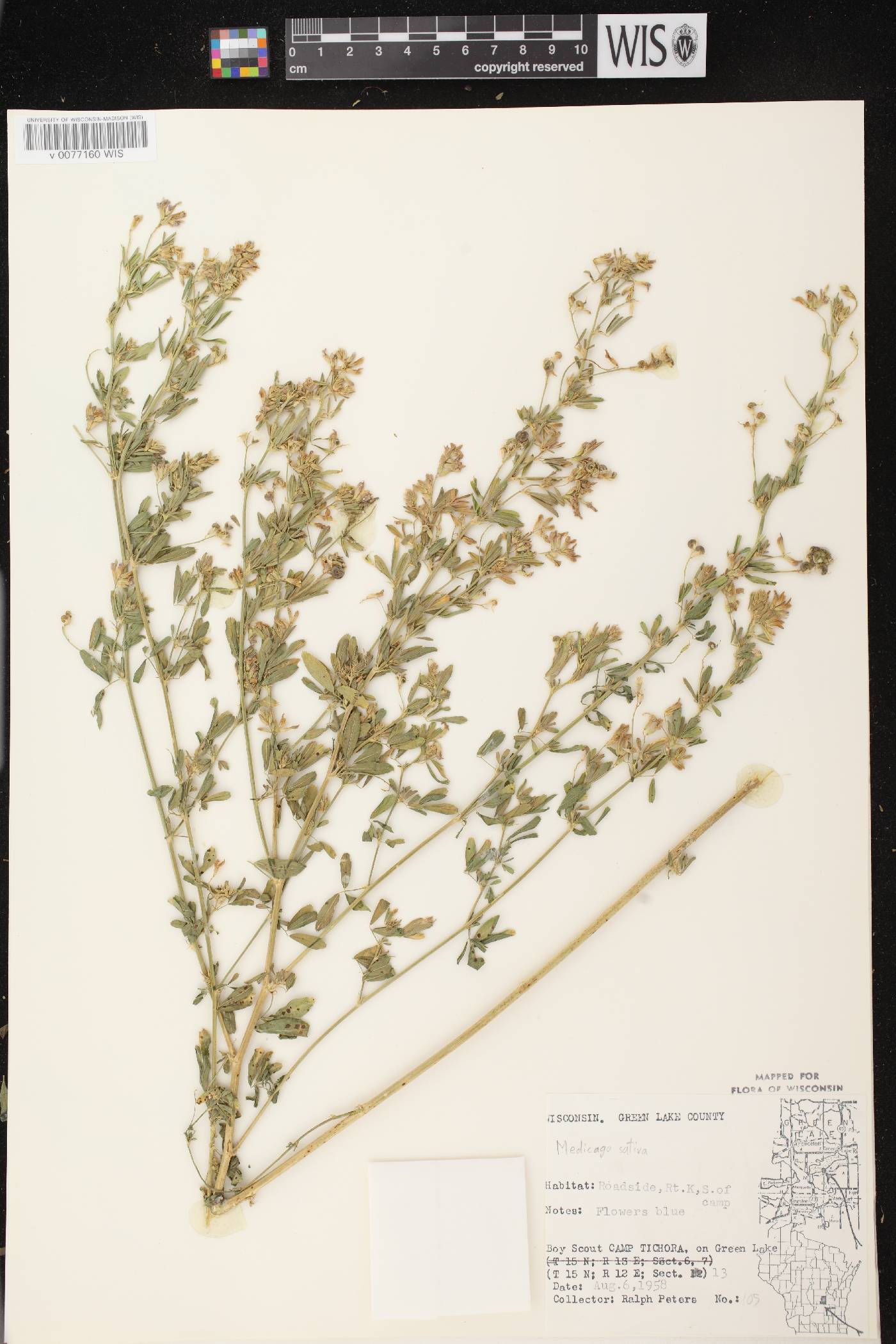 Medicago sativa image