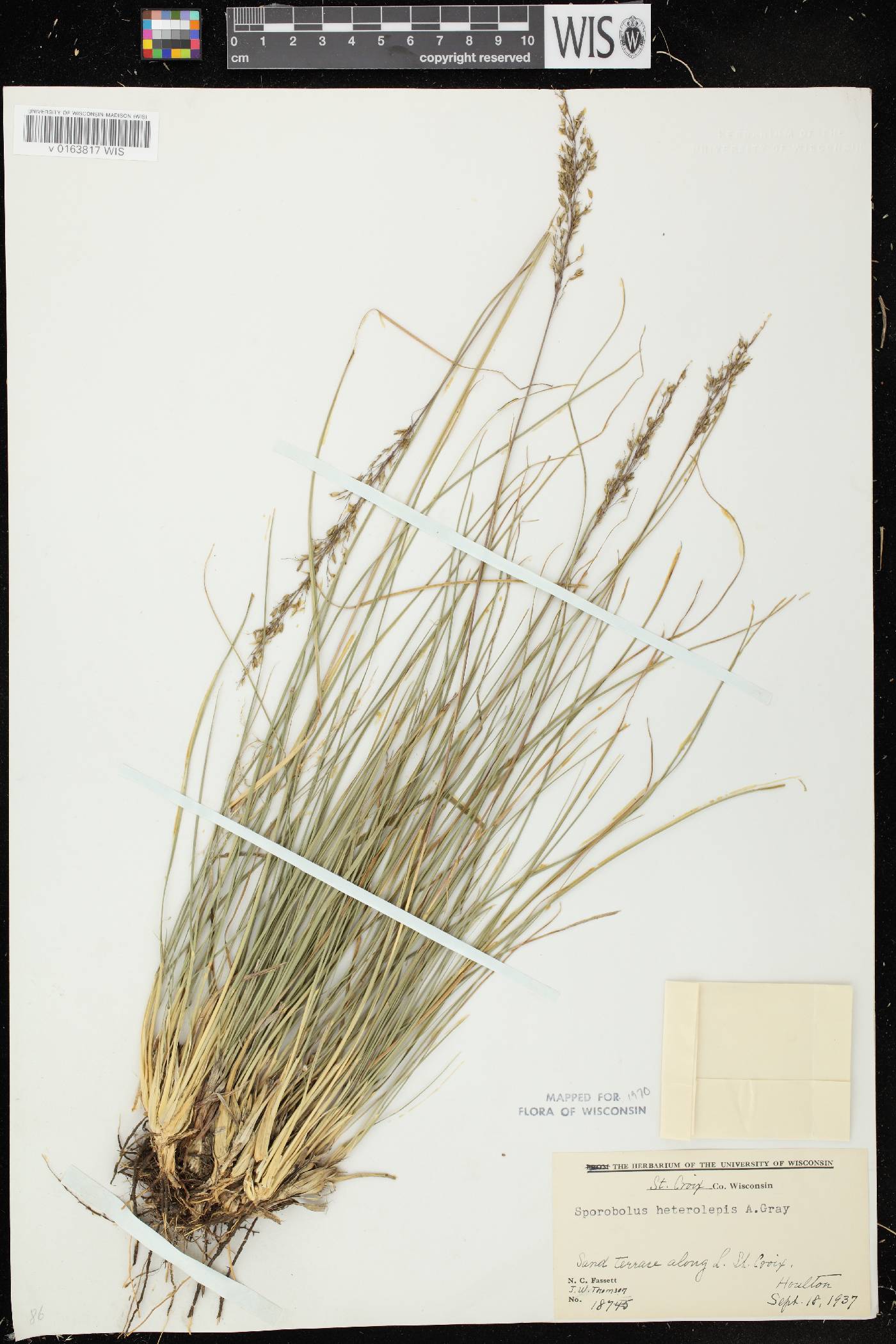 Sporobolus heterolepis image