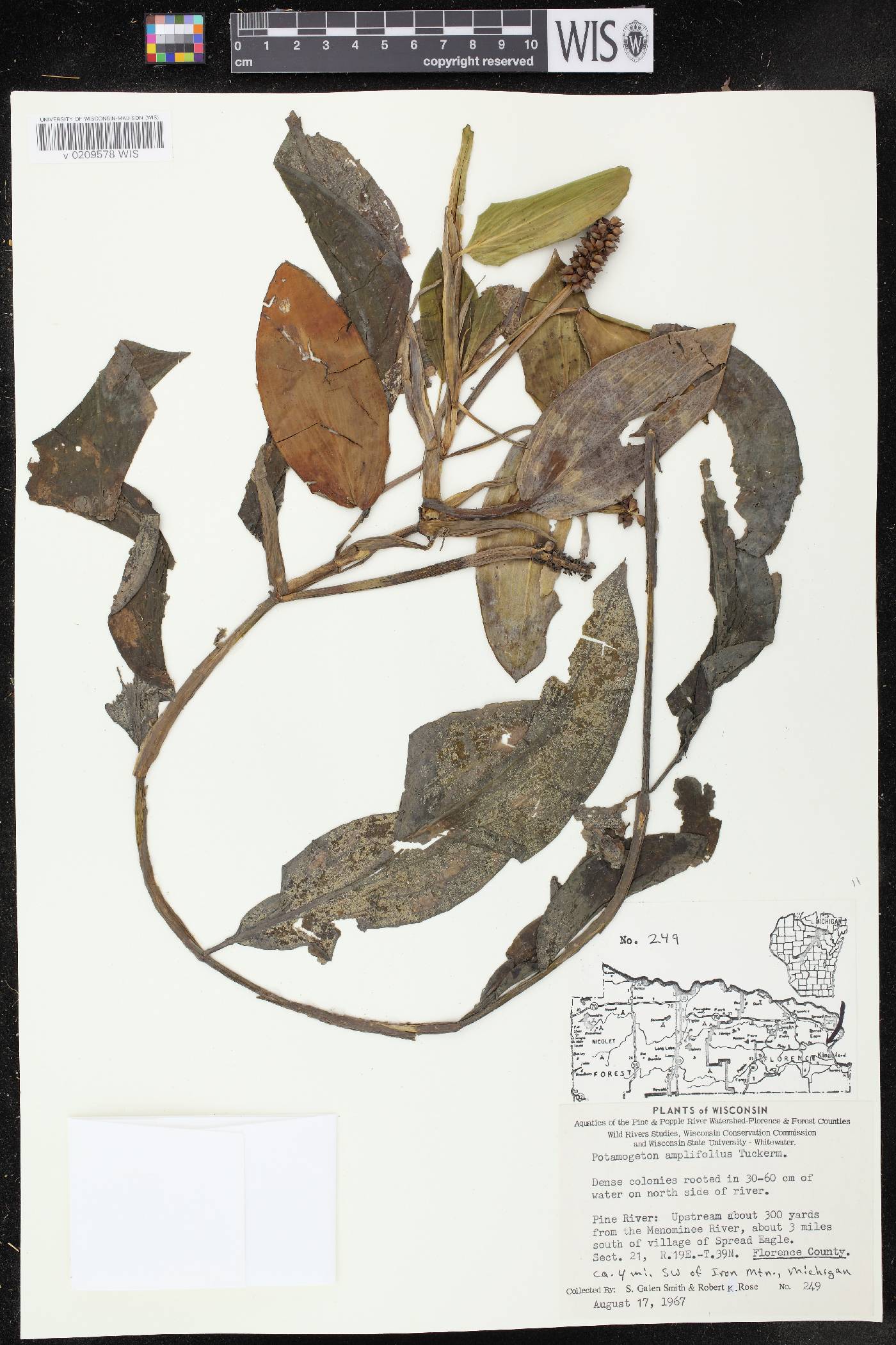 Potamogeton amplifolius image